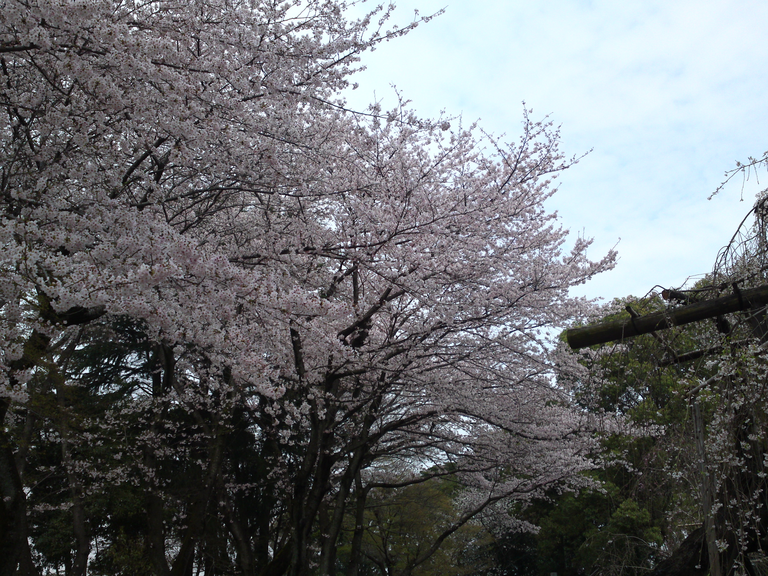 2016年真間山満開の桜の写真５