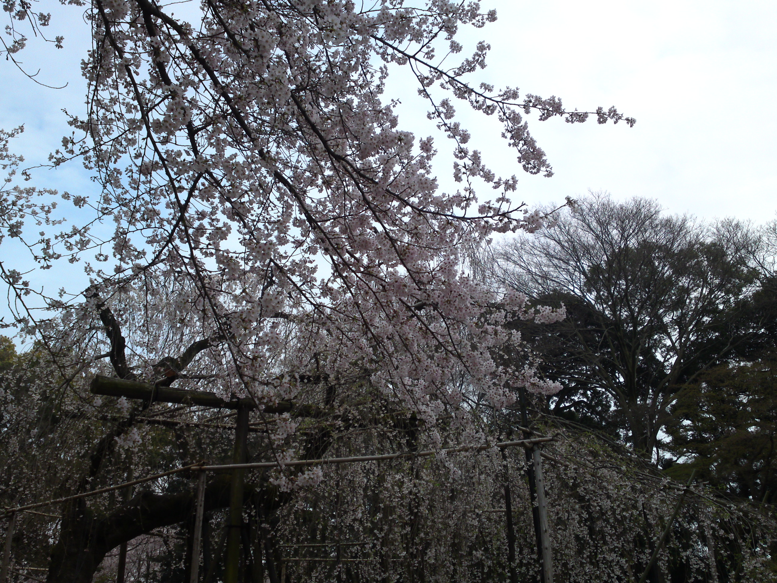 2016年真間山満開の伏し姫桜の写真３