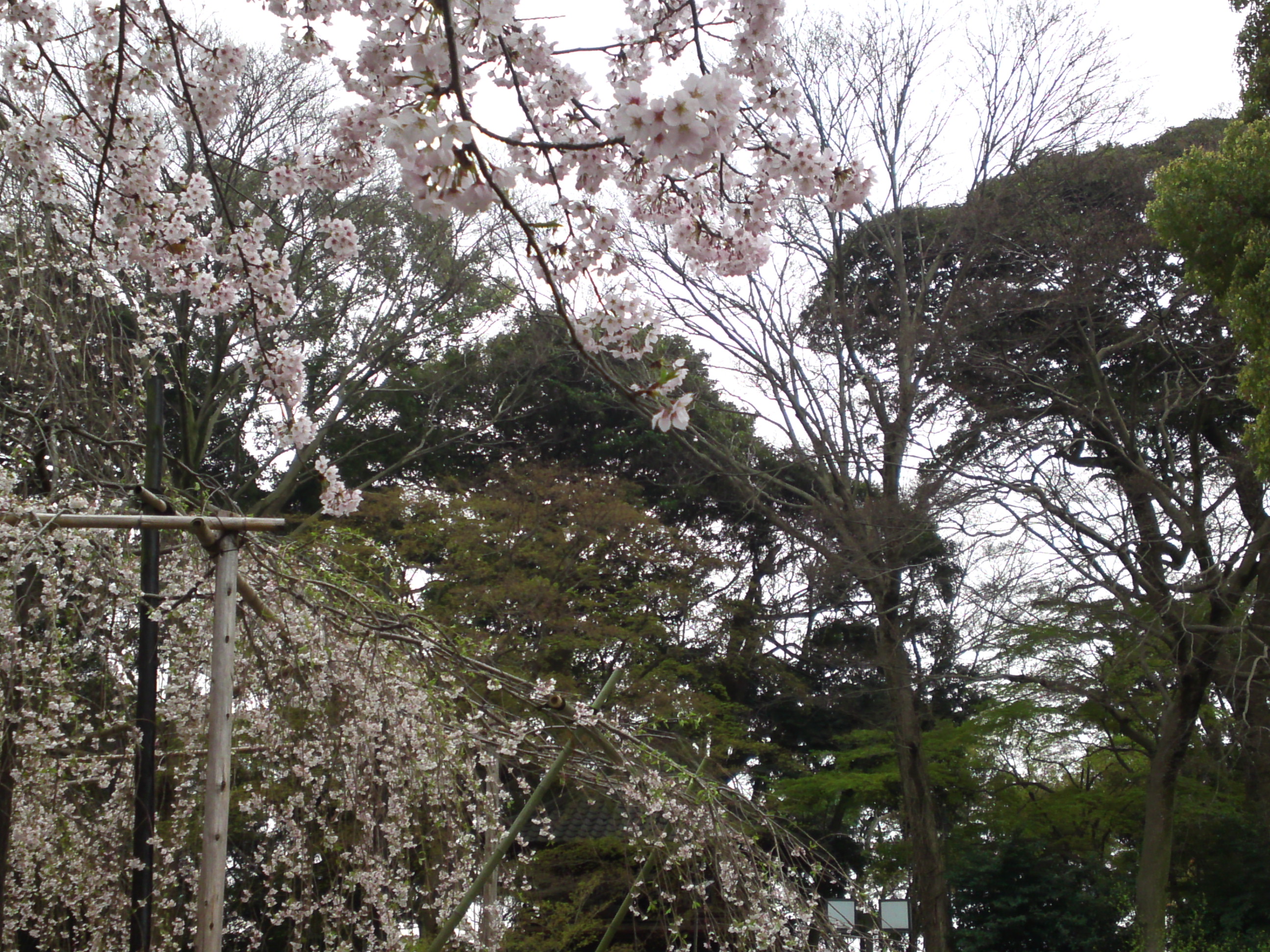 2016年真間山満開の伏し姫桜の写真５