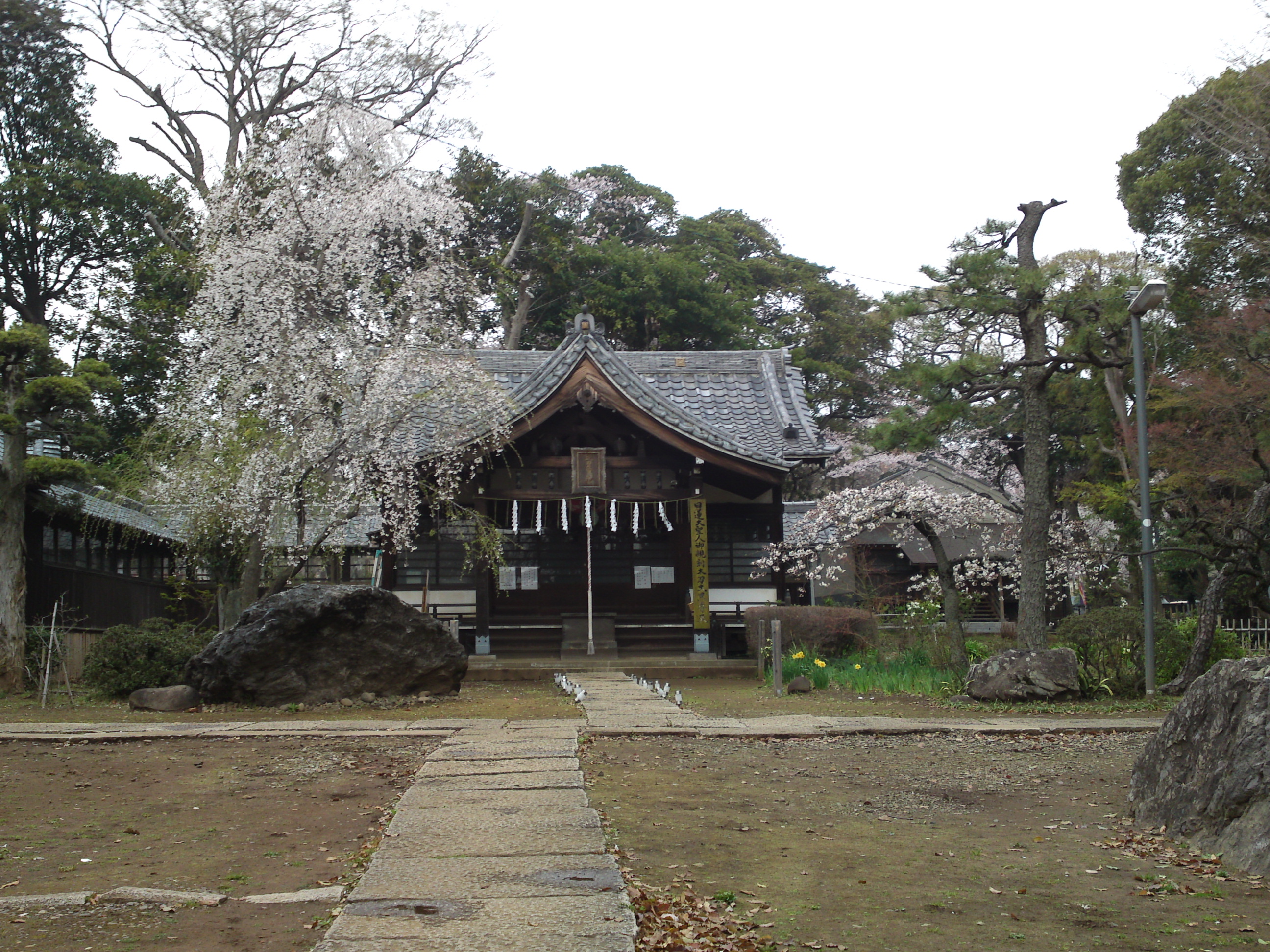 2016年真間山太刀大黒天堂の宇賀桜1