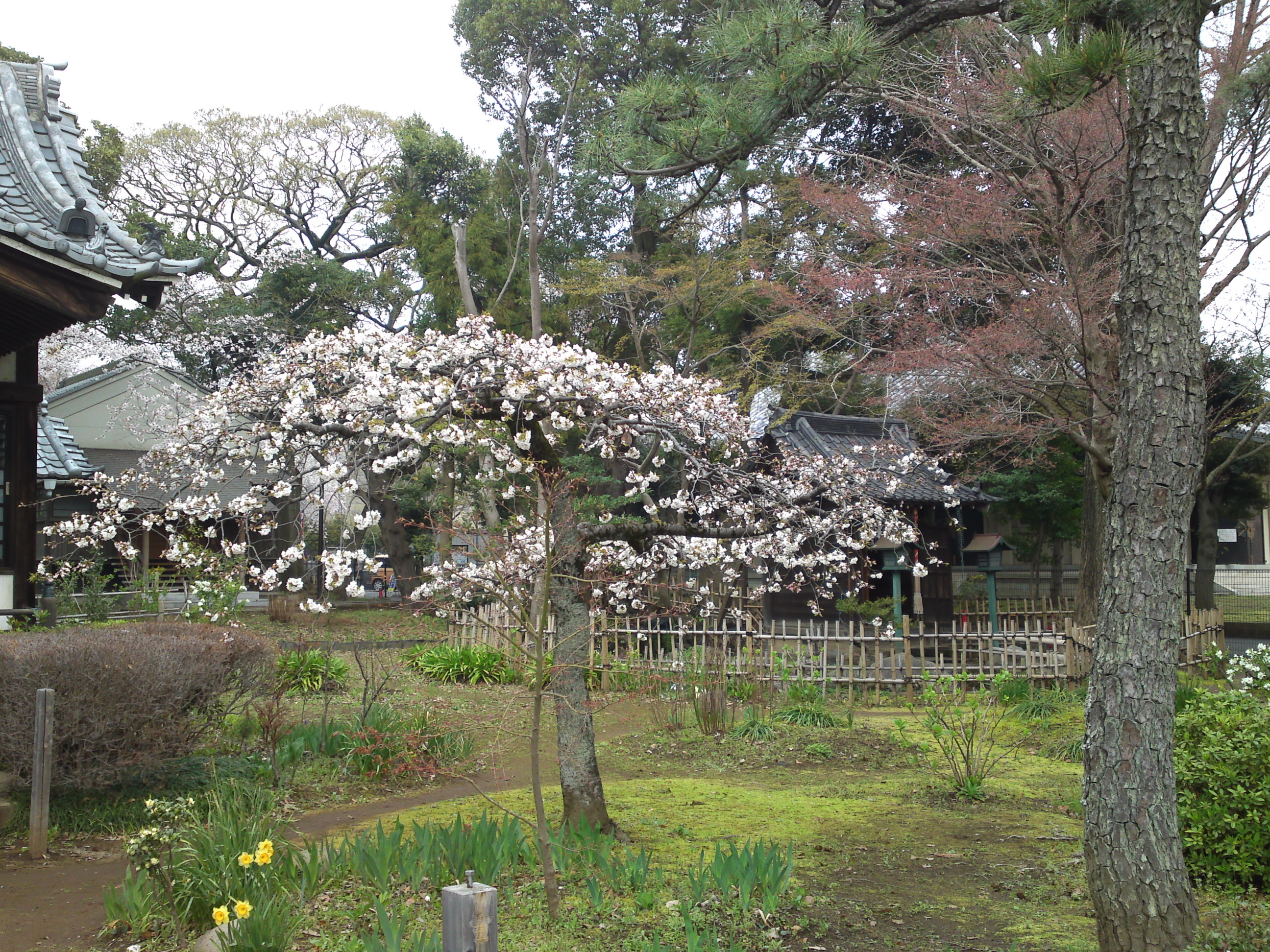 2016年真間山太刀大黒天堂脇梅の花1