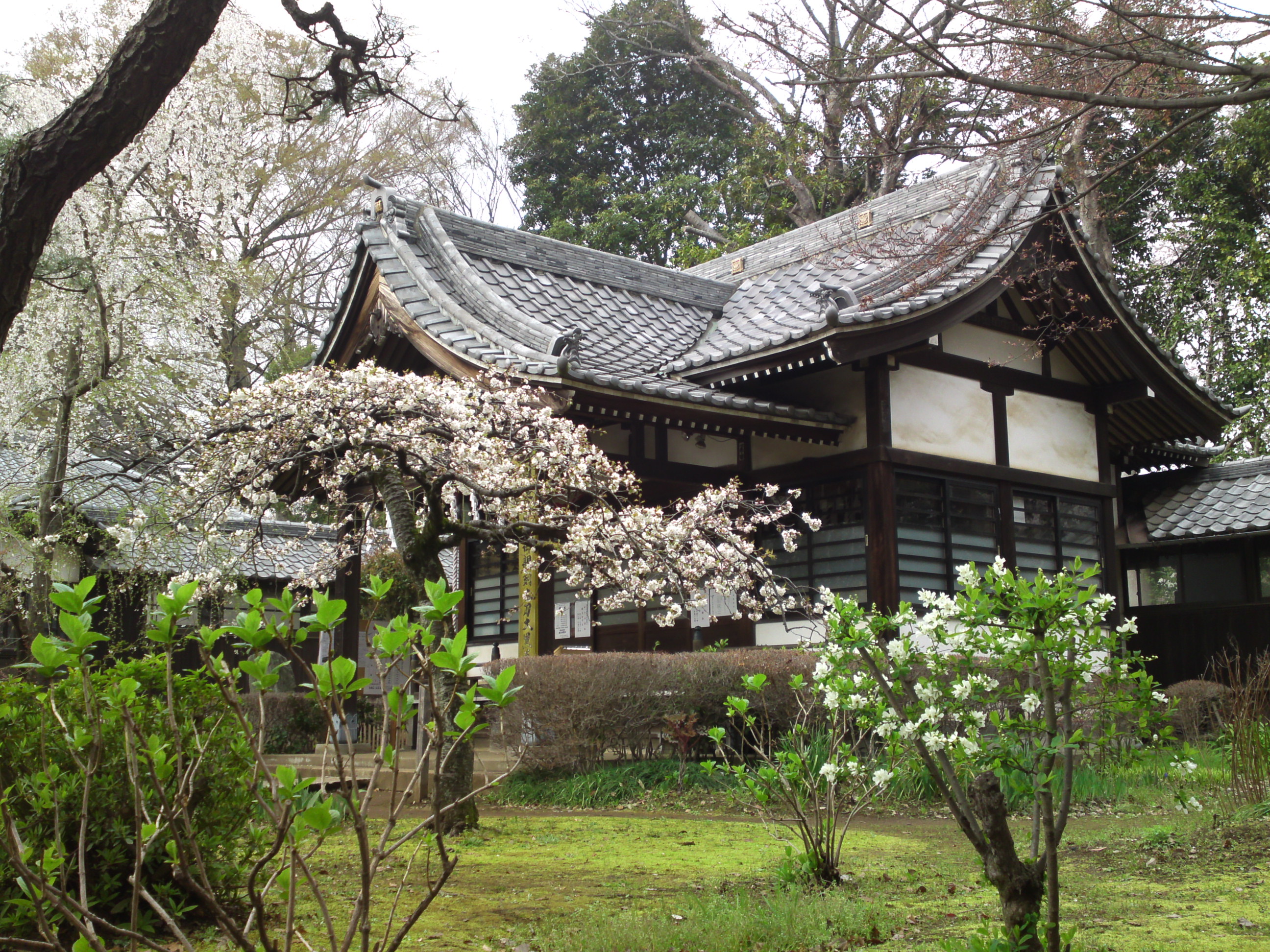 2016年真間山太刀大黒天堂脇梅の花2