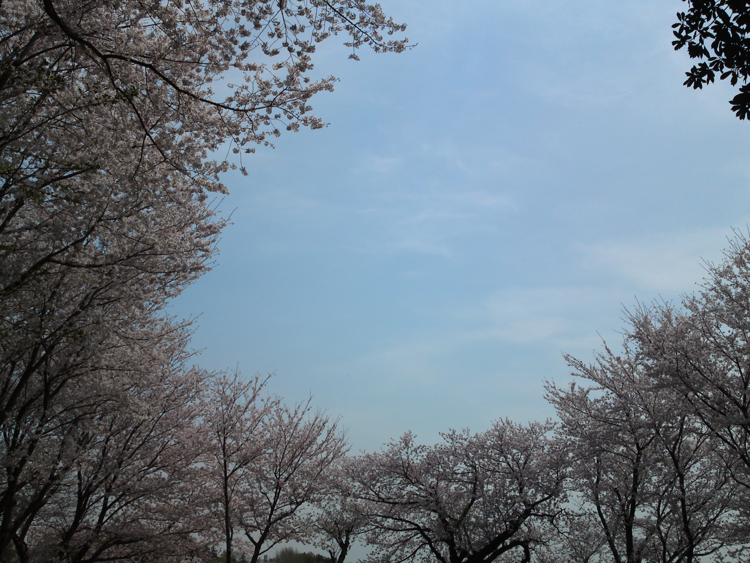 2016年真間山展望台に咲く桜の花１