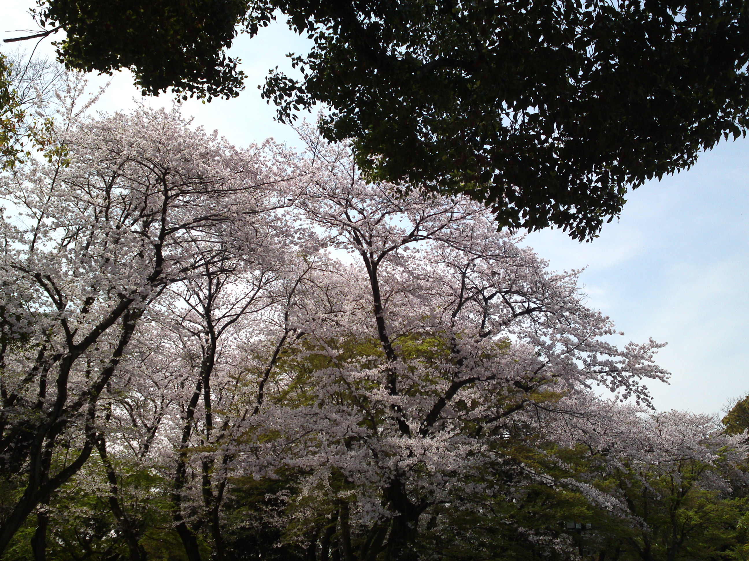 2016年真間山境内に咲く桜の花１