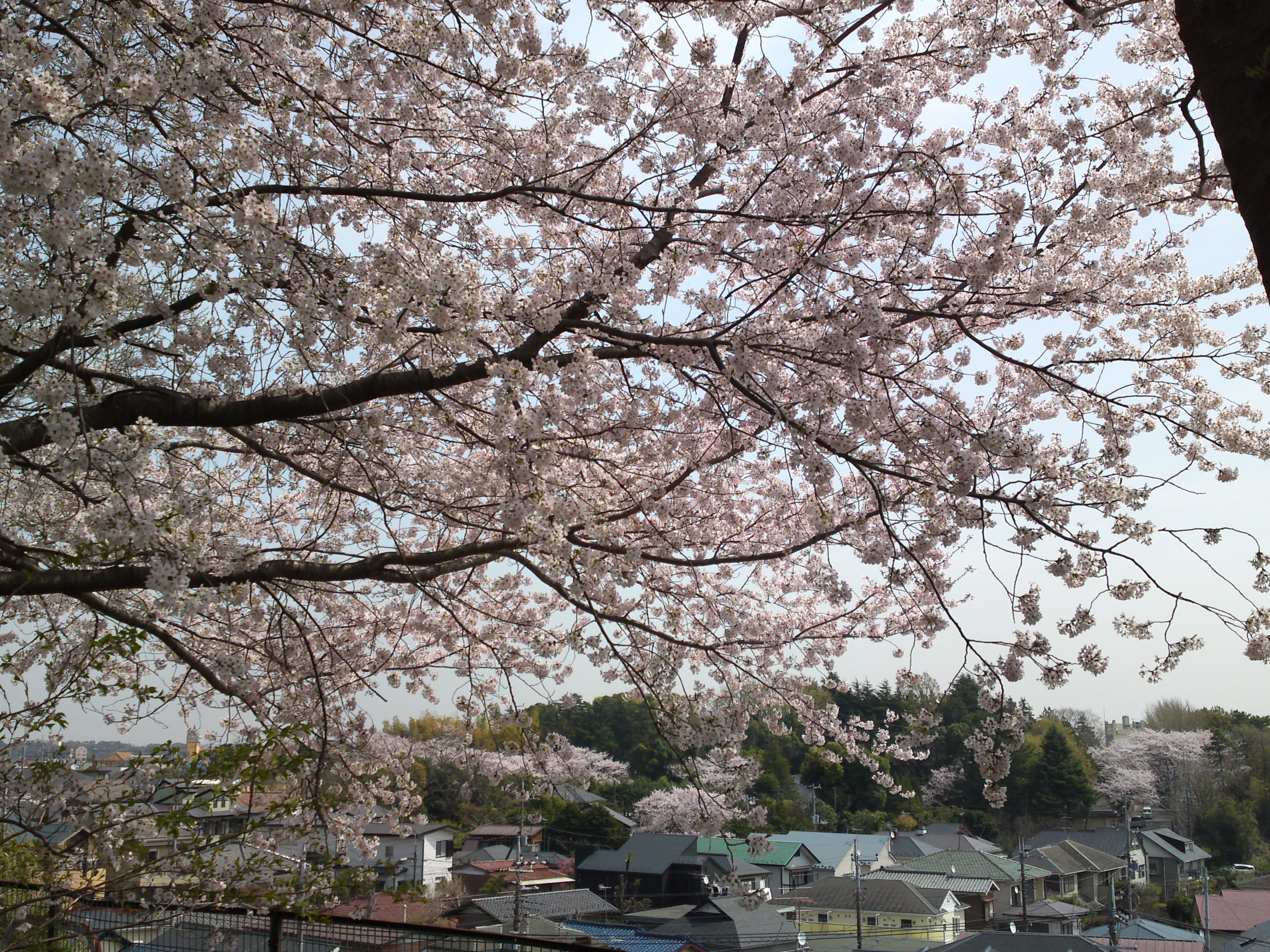 2016年真間山展望台に咲く桜の花３