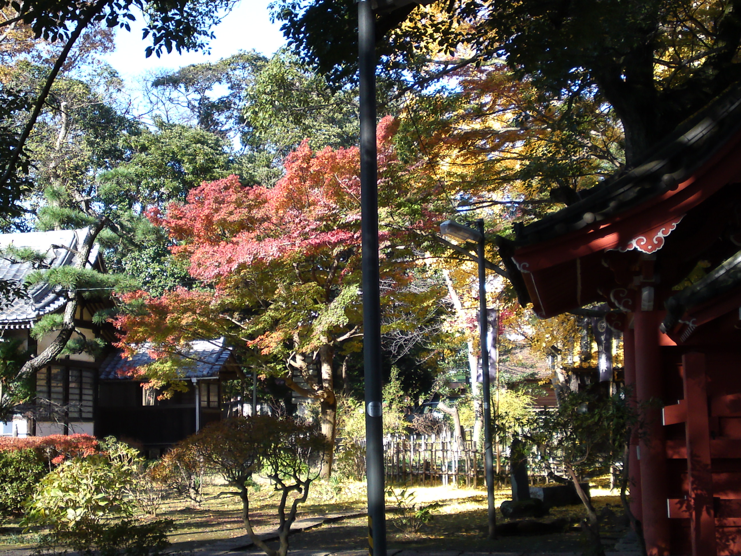 2016年秋真間山朱雀門裏の紅葉1