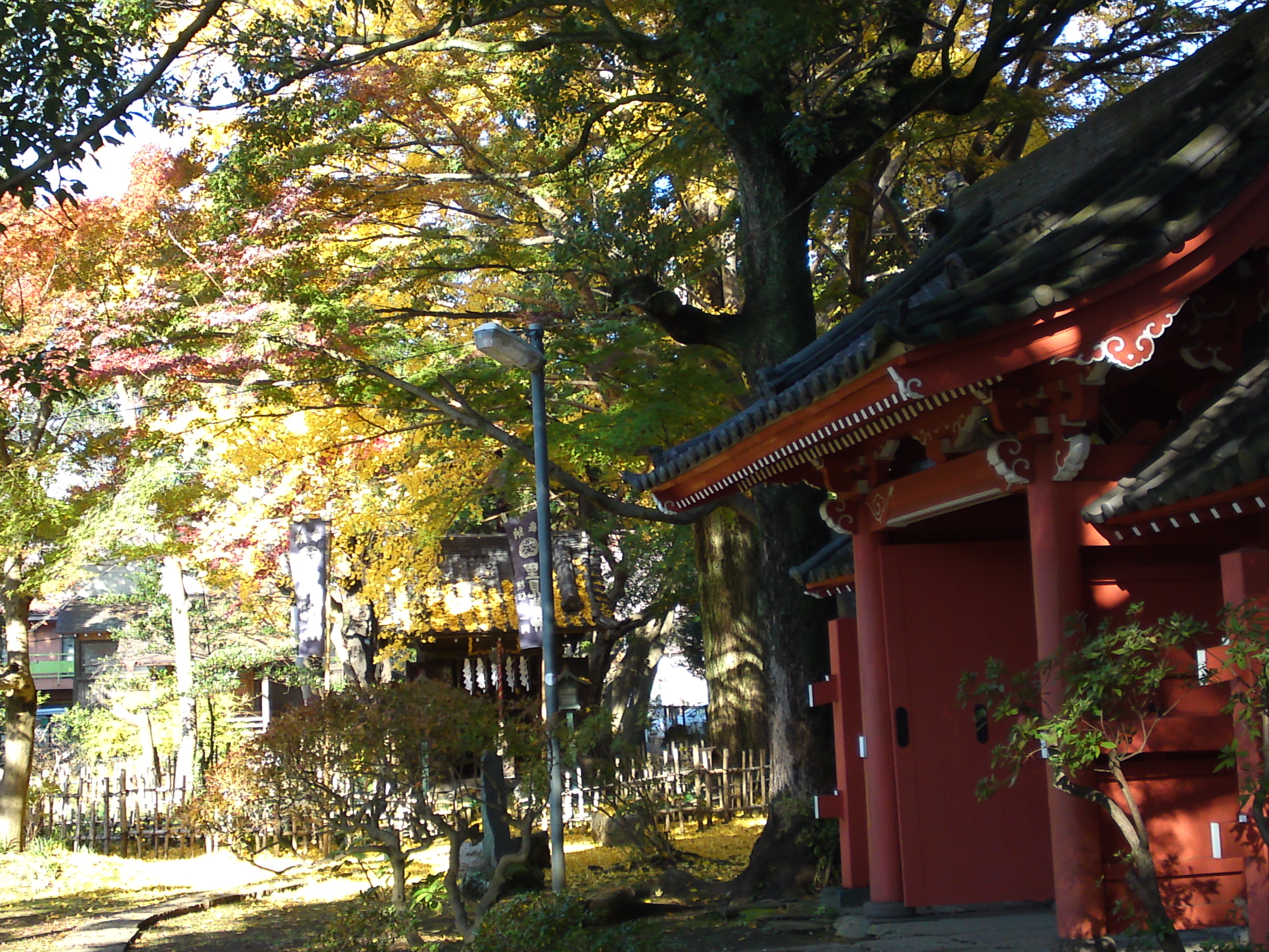 2016年秋真間山朱雀門裏の紅葉2