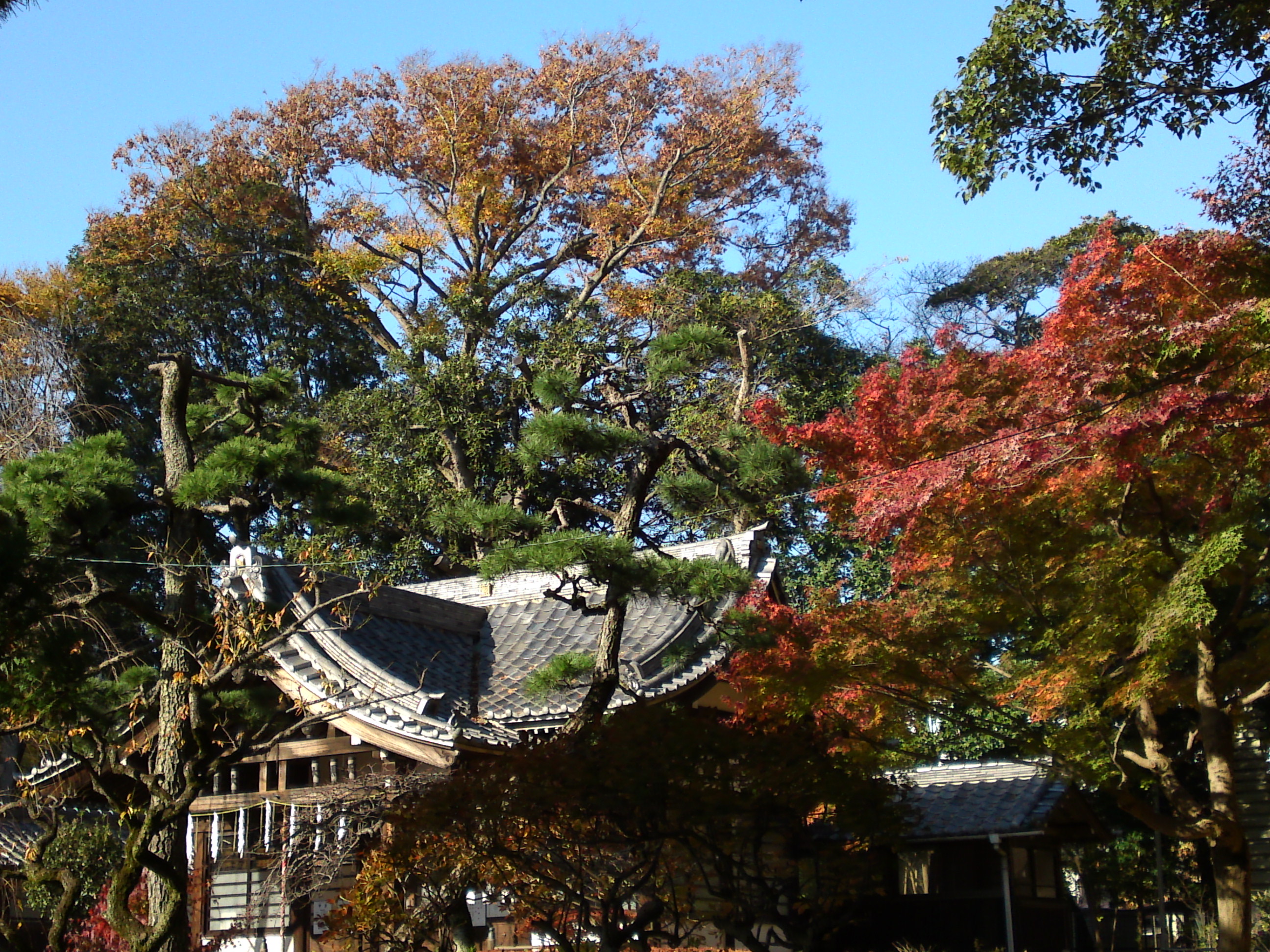 2016年秋真間山太刀大黒天堂と紅葉3