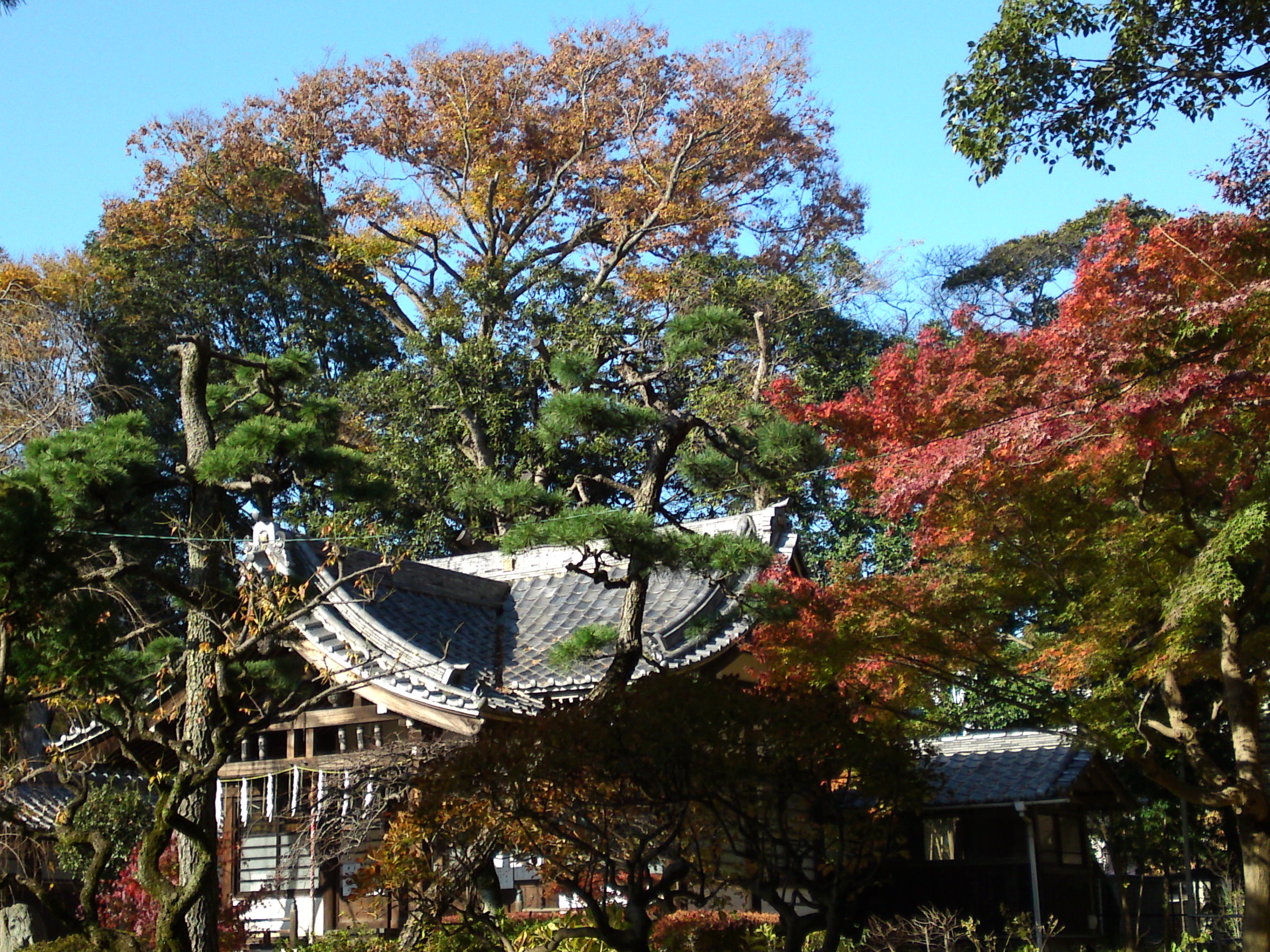 2016年秋真間山太刀大黒天堂と紅葉4