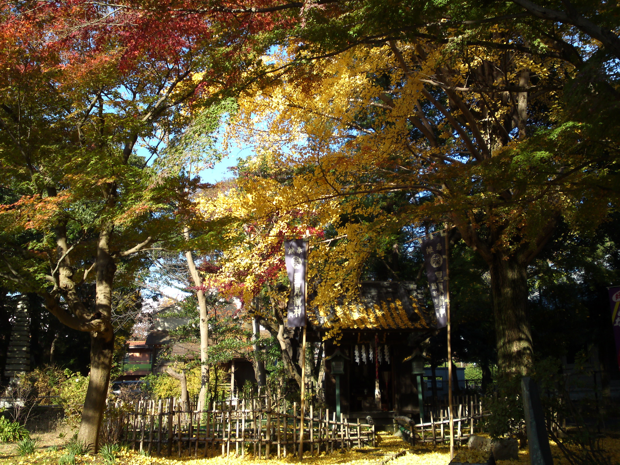 2016年秋真間山里見龍神堂の紅葉5