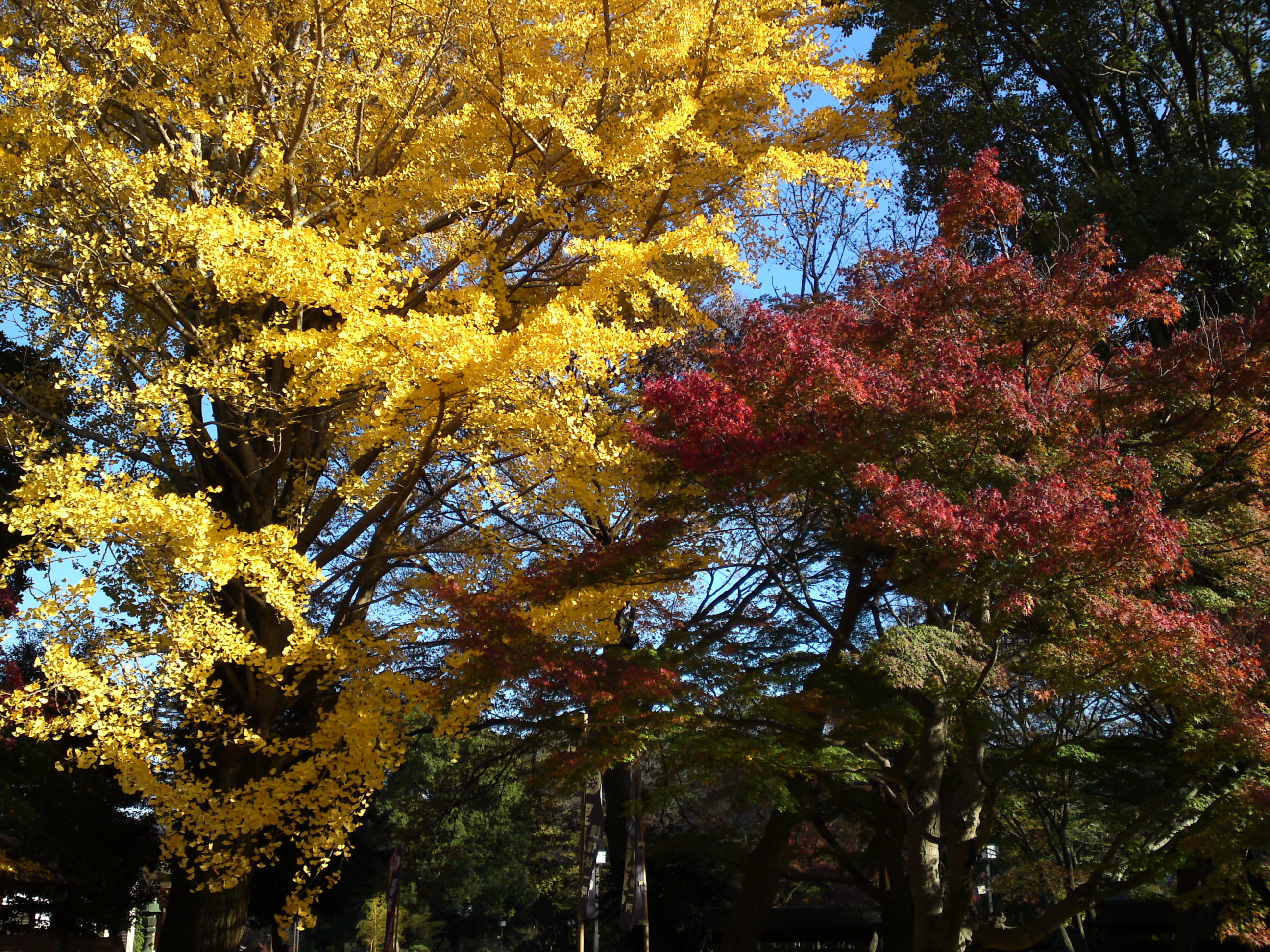 2016年秋真間山弘法寺境内の紅葉1