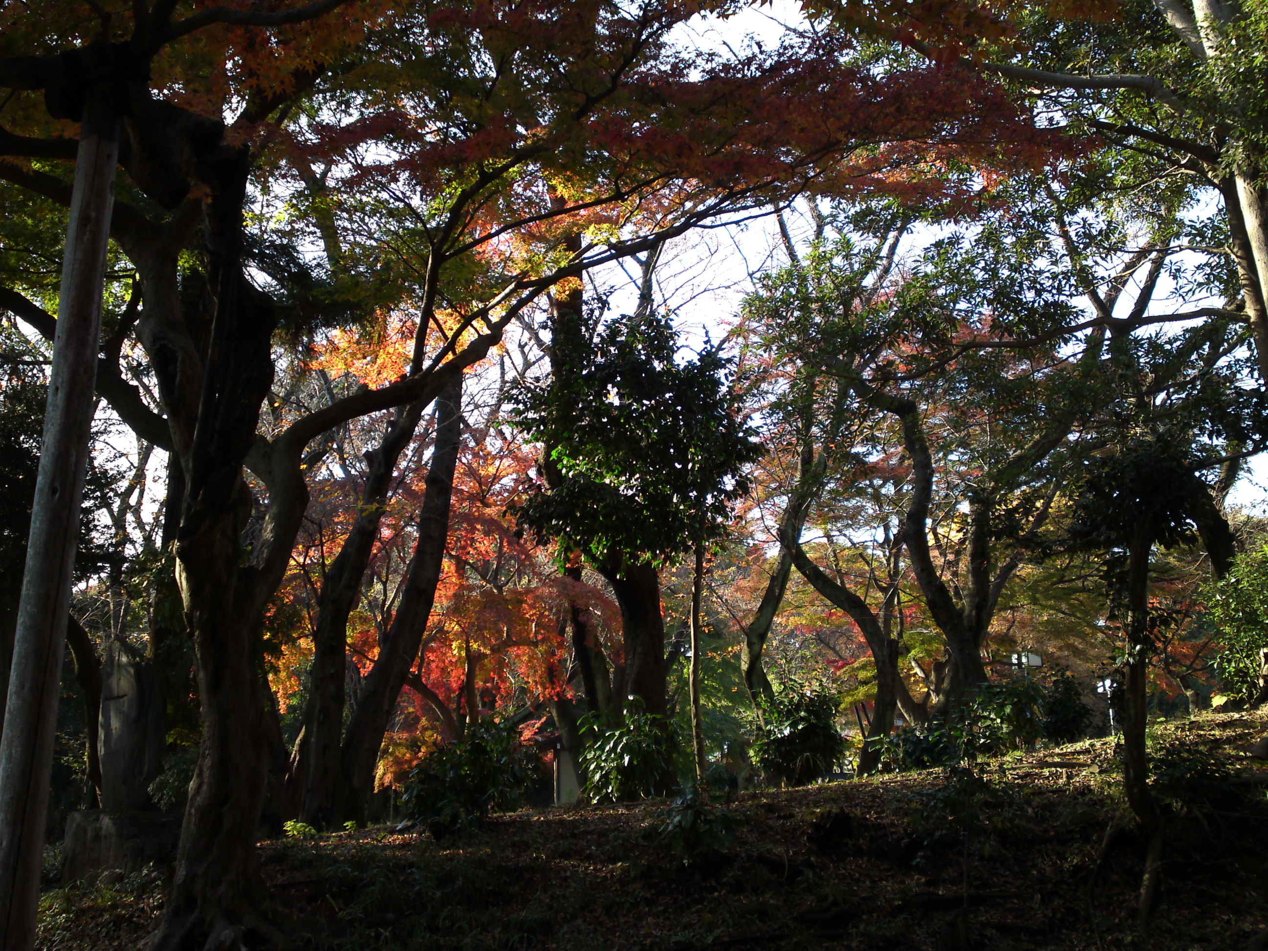 2016年秋真間山弘法寺境内の紅葉１