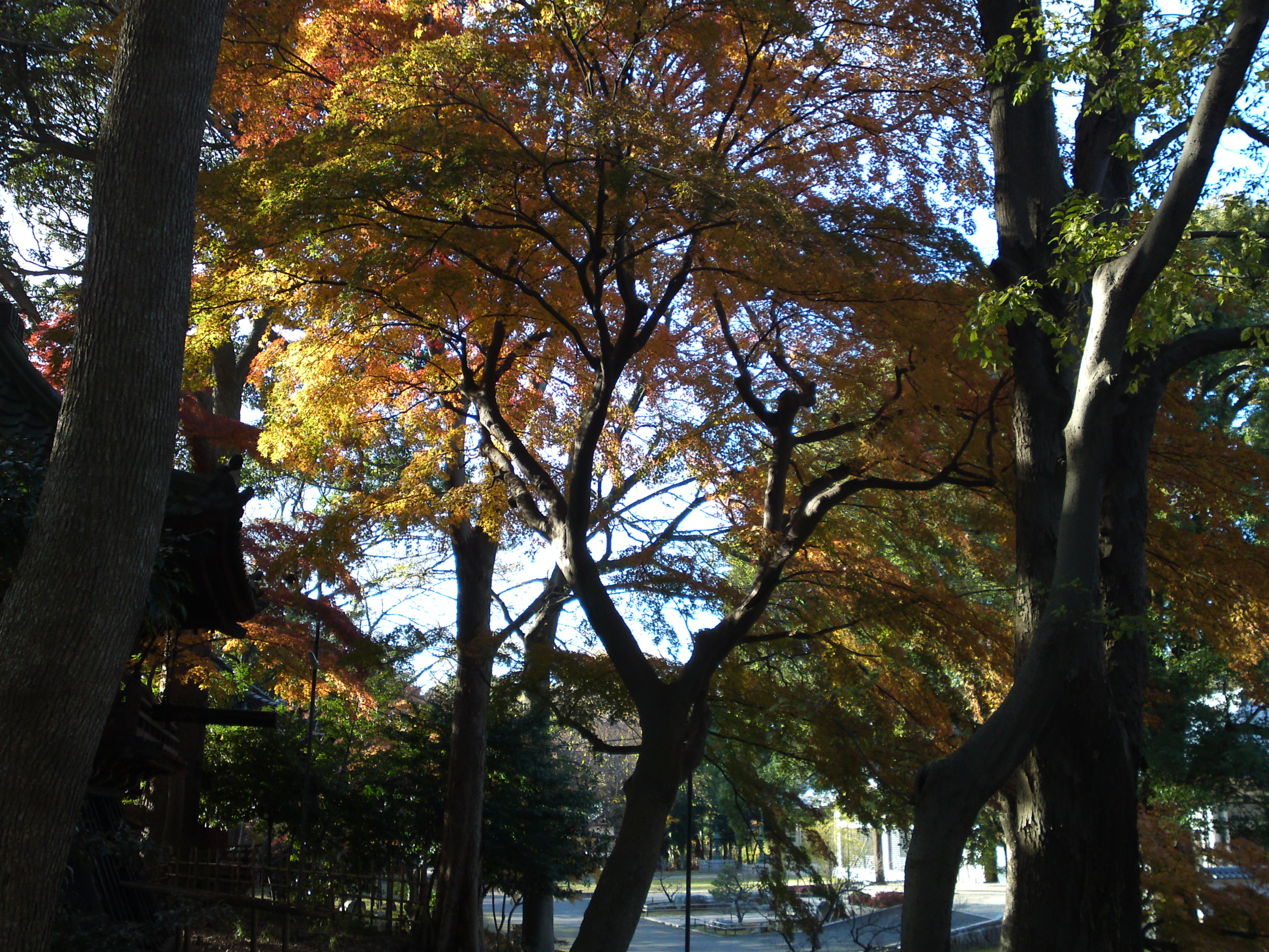 2016年秋真間山弘法寺鐘楼堂の紅葉１１