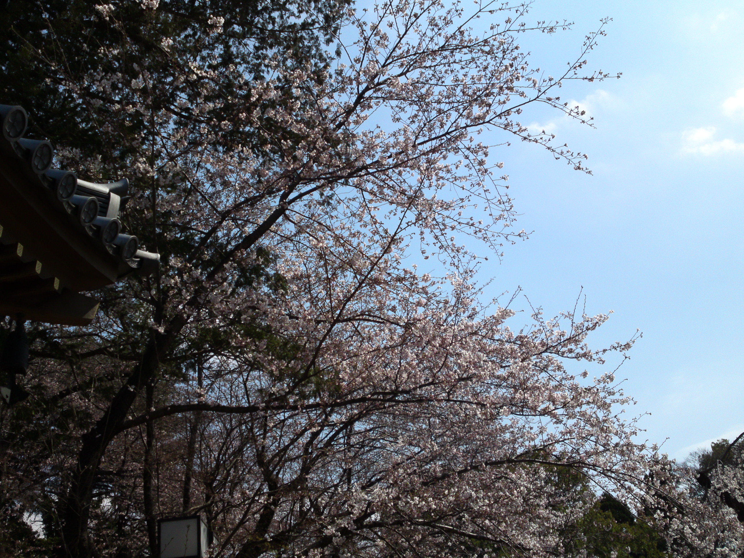 2017年秋真間山弘法寺に咲く桜１
