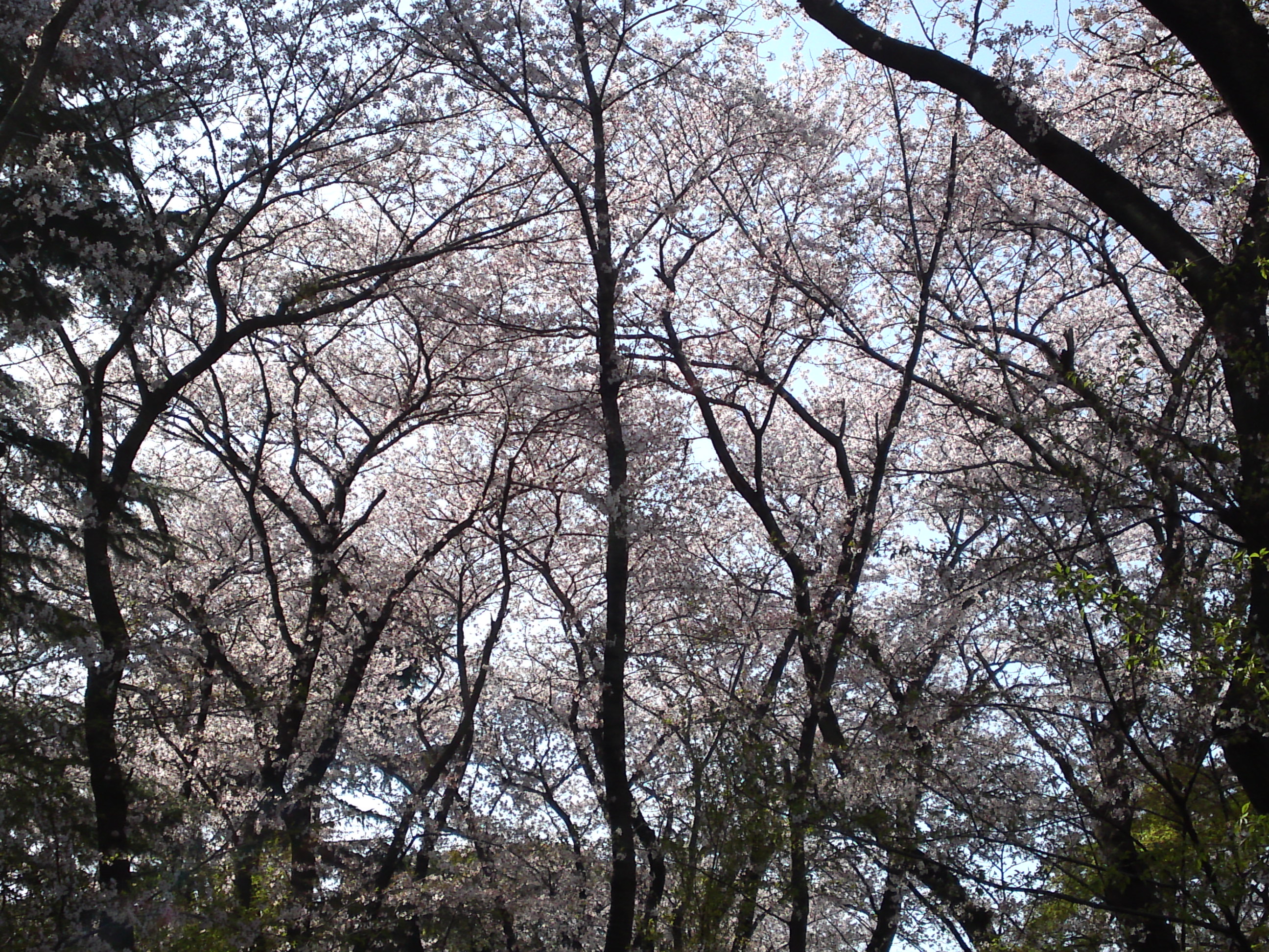 2018年秋真間山弘法寺に咲く桜１