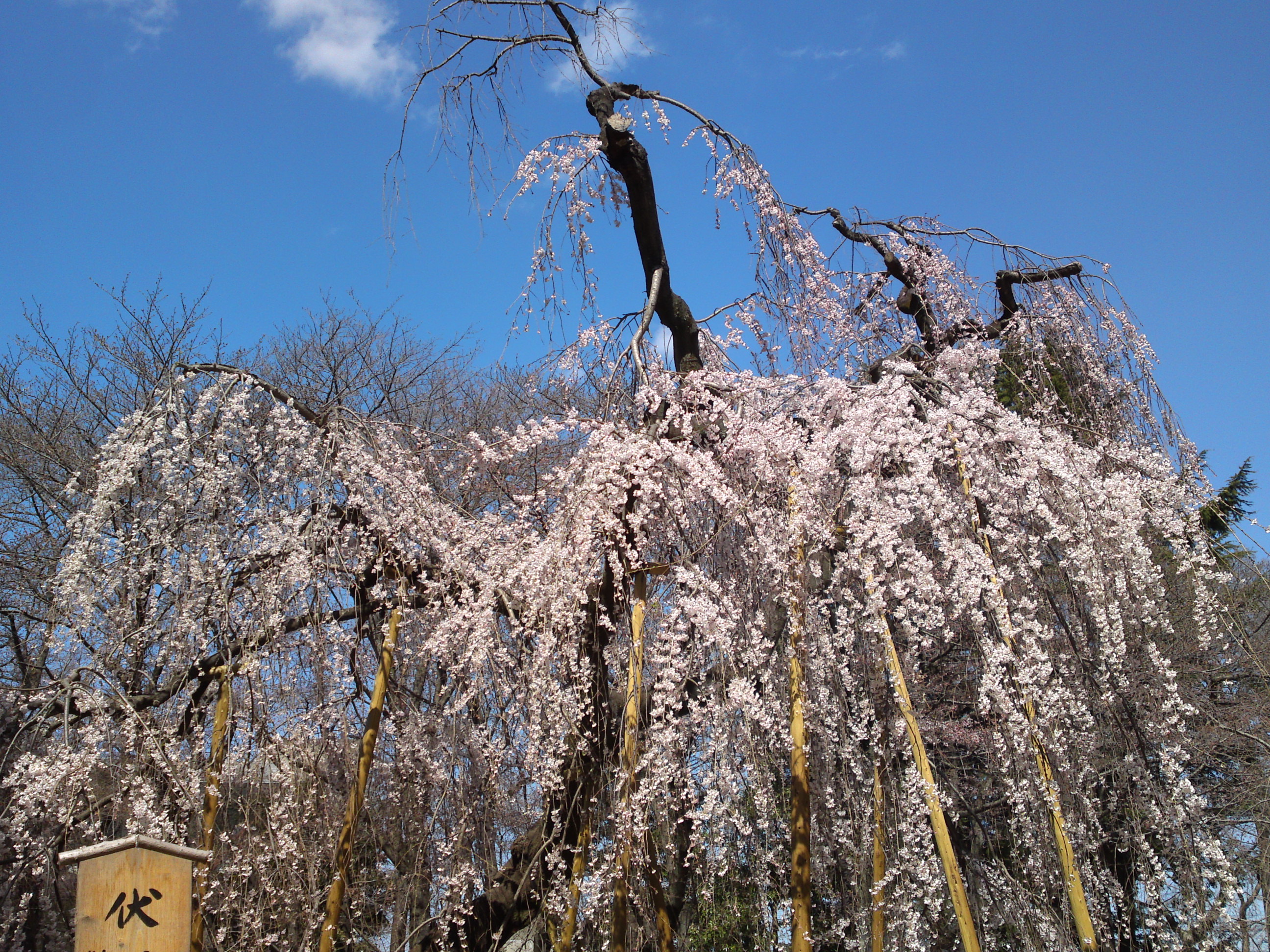 2019年満開の伏し姫桜の写真１