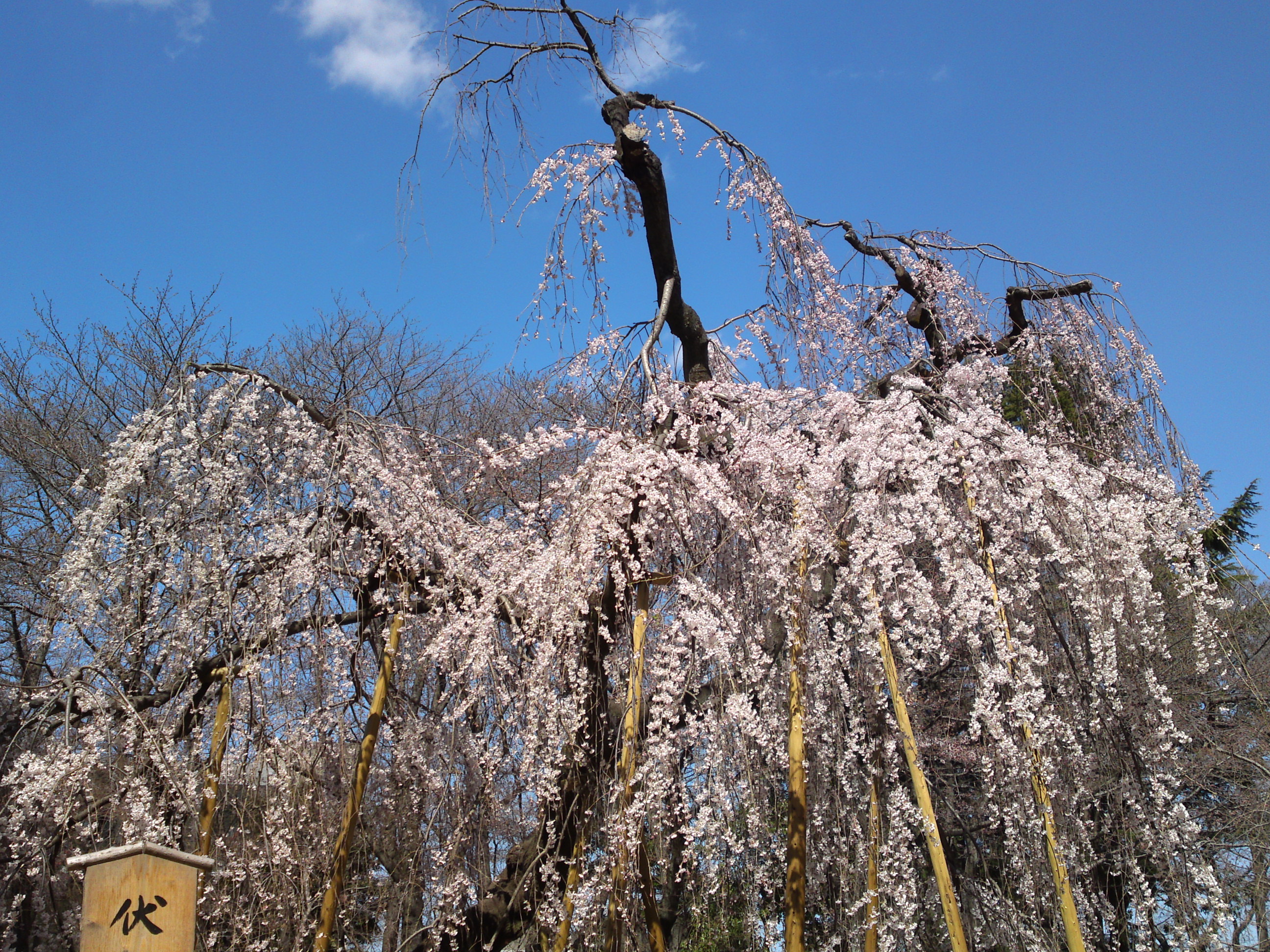 2019年満開の伏し姫桜の写真２
