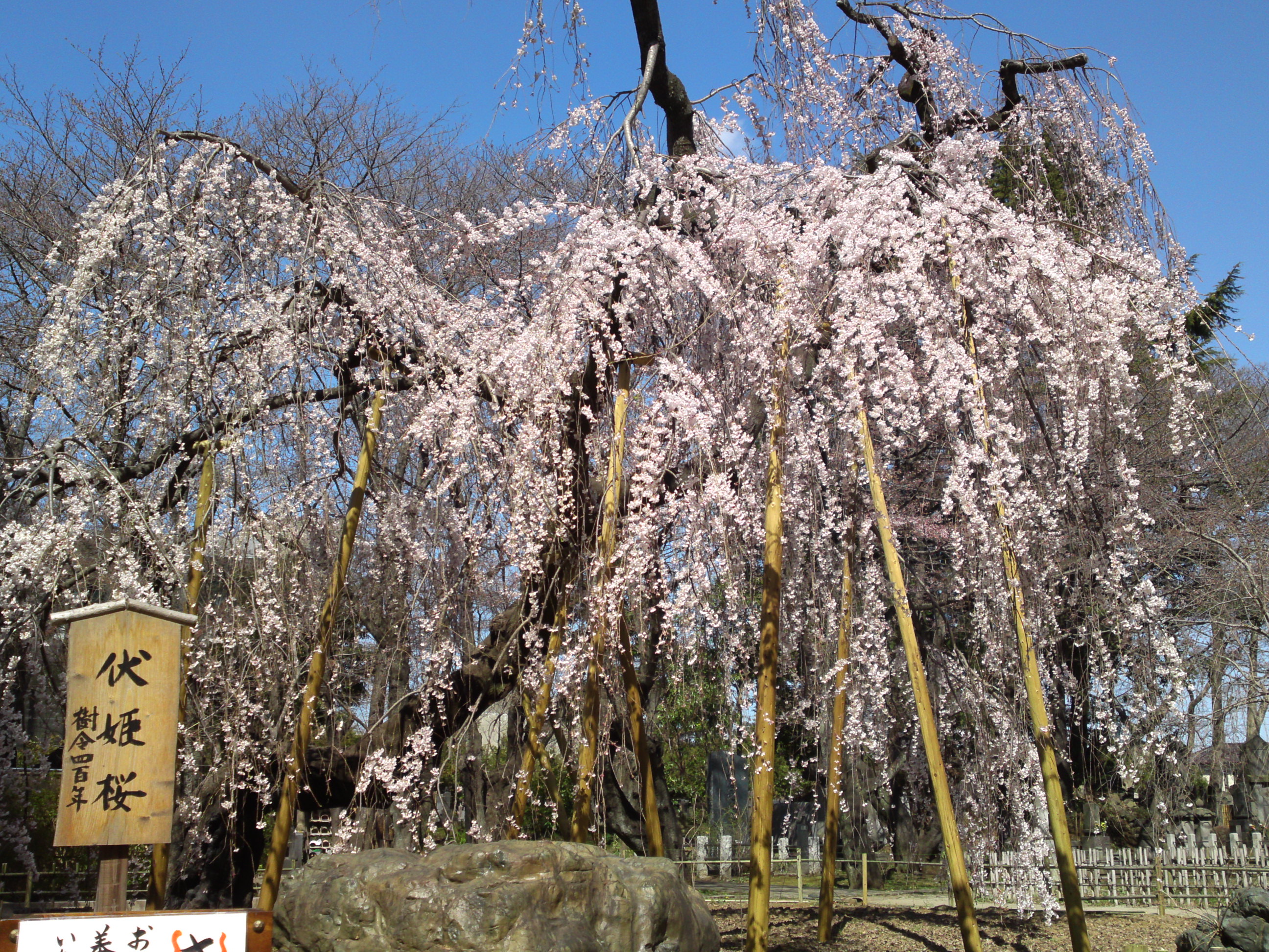 2019年満開の伏し姫桜の写真４