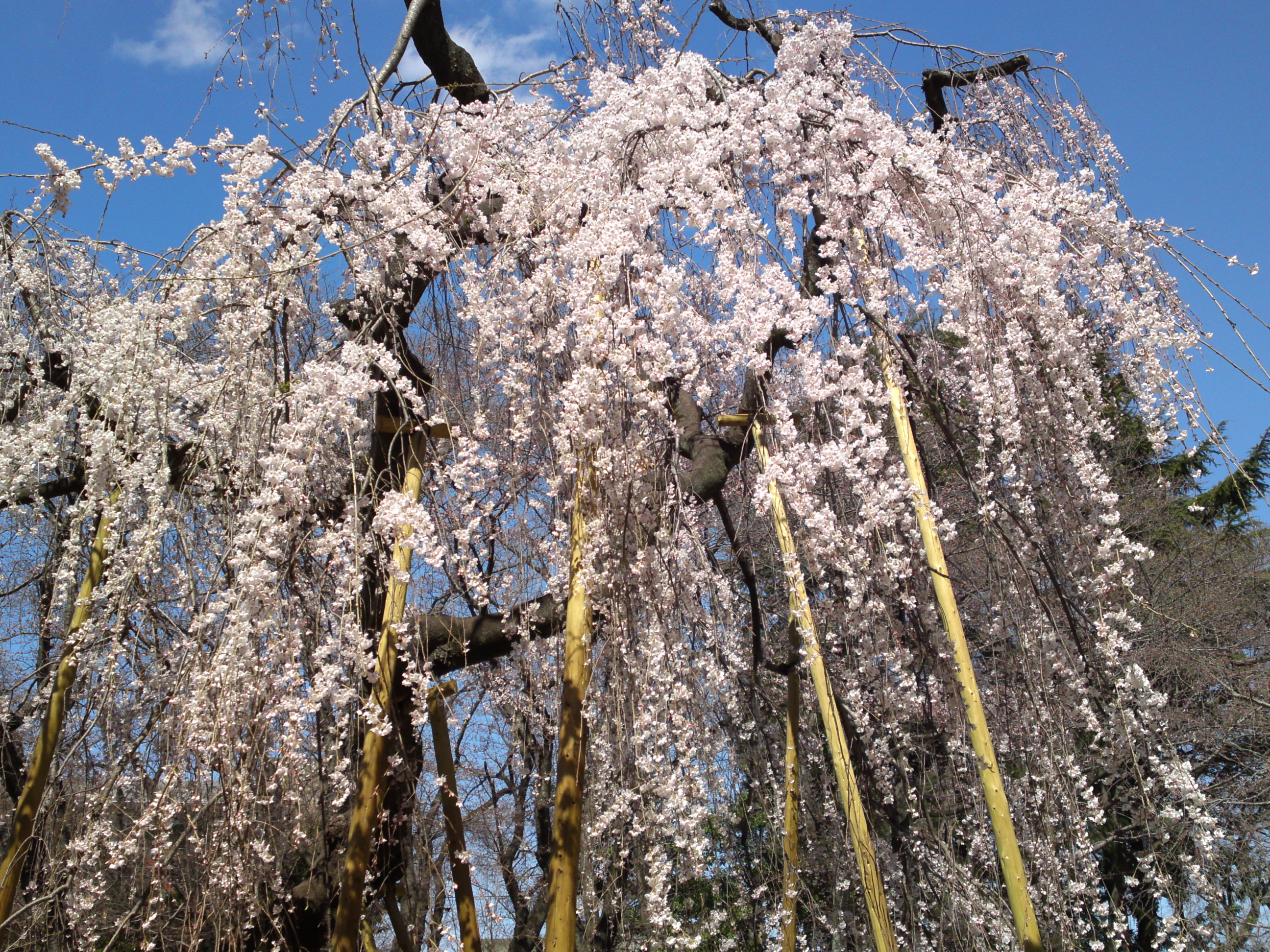 2019年満開の伏し姫桜の写真５