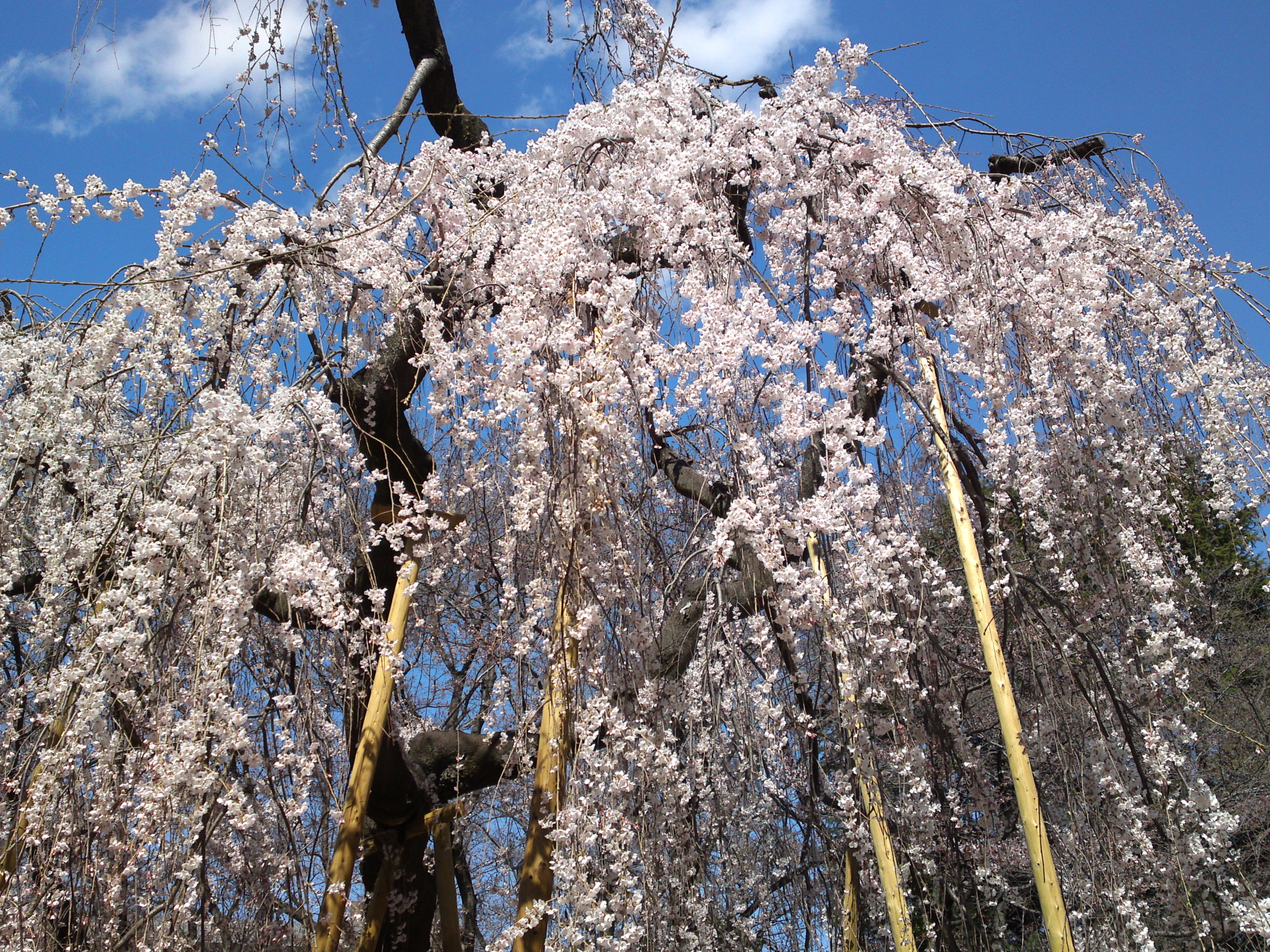 2019年満開の伏し姫桜の写真６