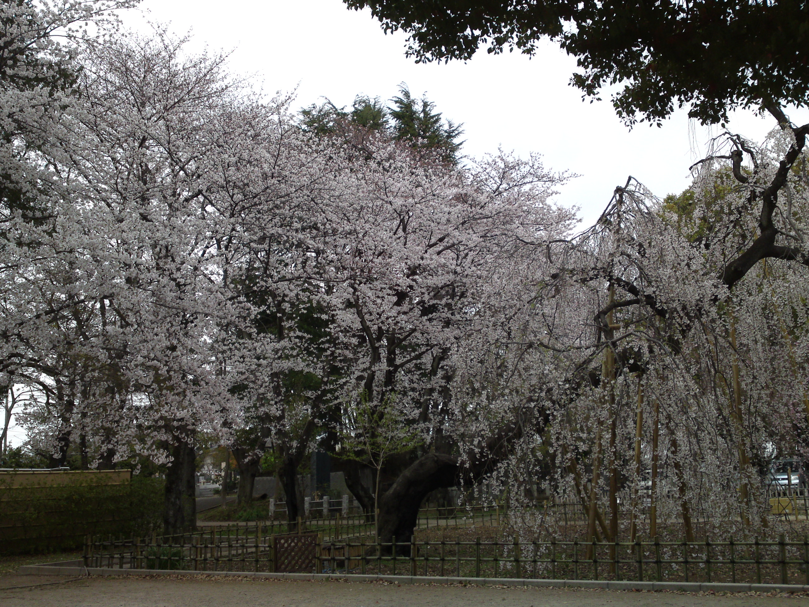 2019年真間山弘法寺に咲く桜の花々２