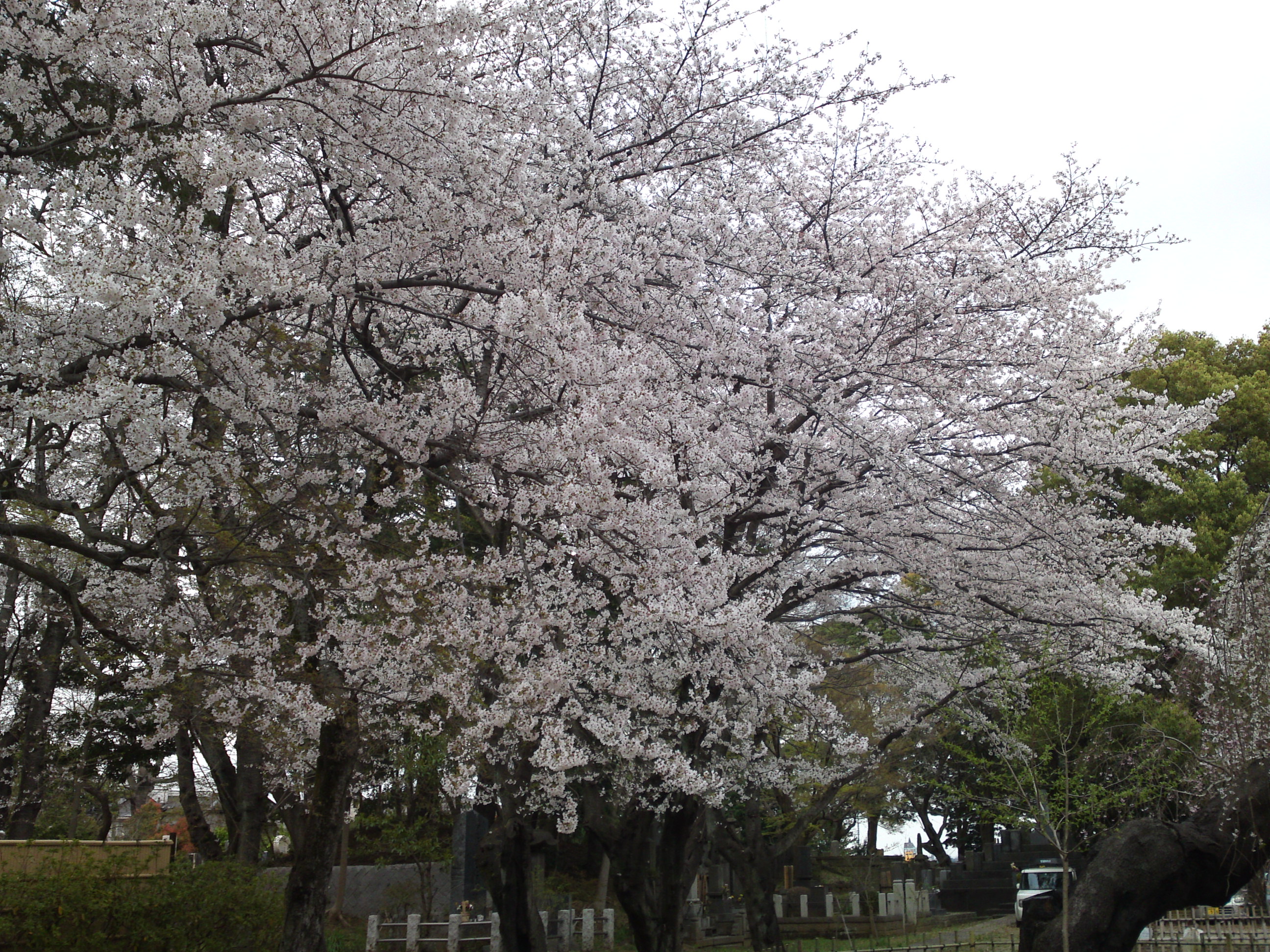 2019年真間山弘法寺に咲く桜の花々３