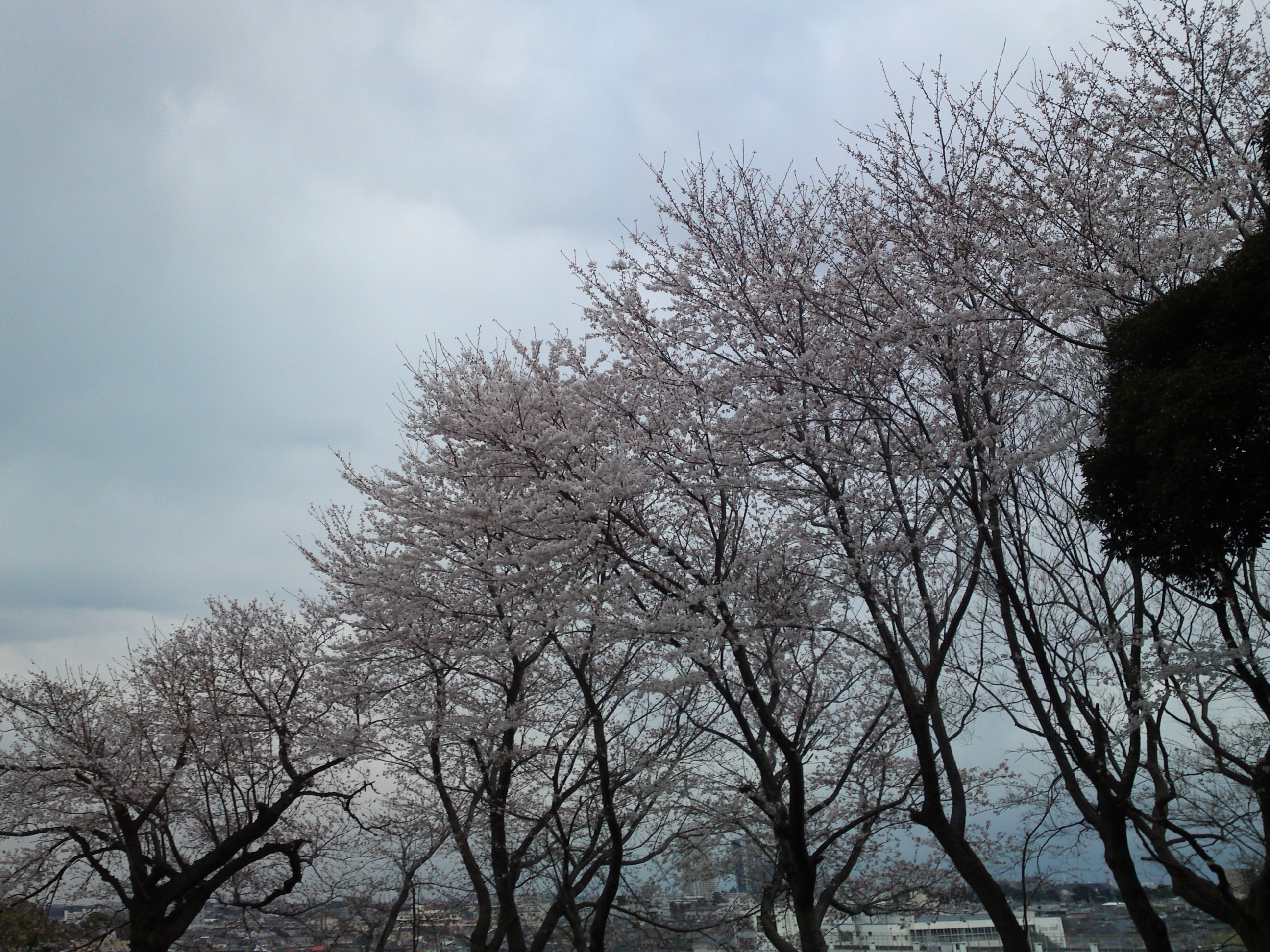 2019年真間山弘法寺に咲く桜の花々４