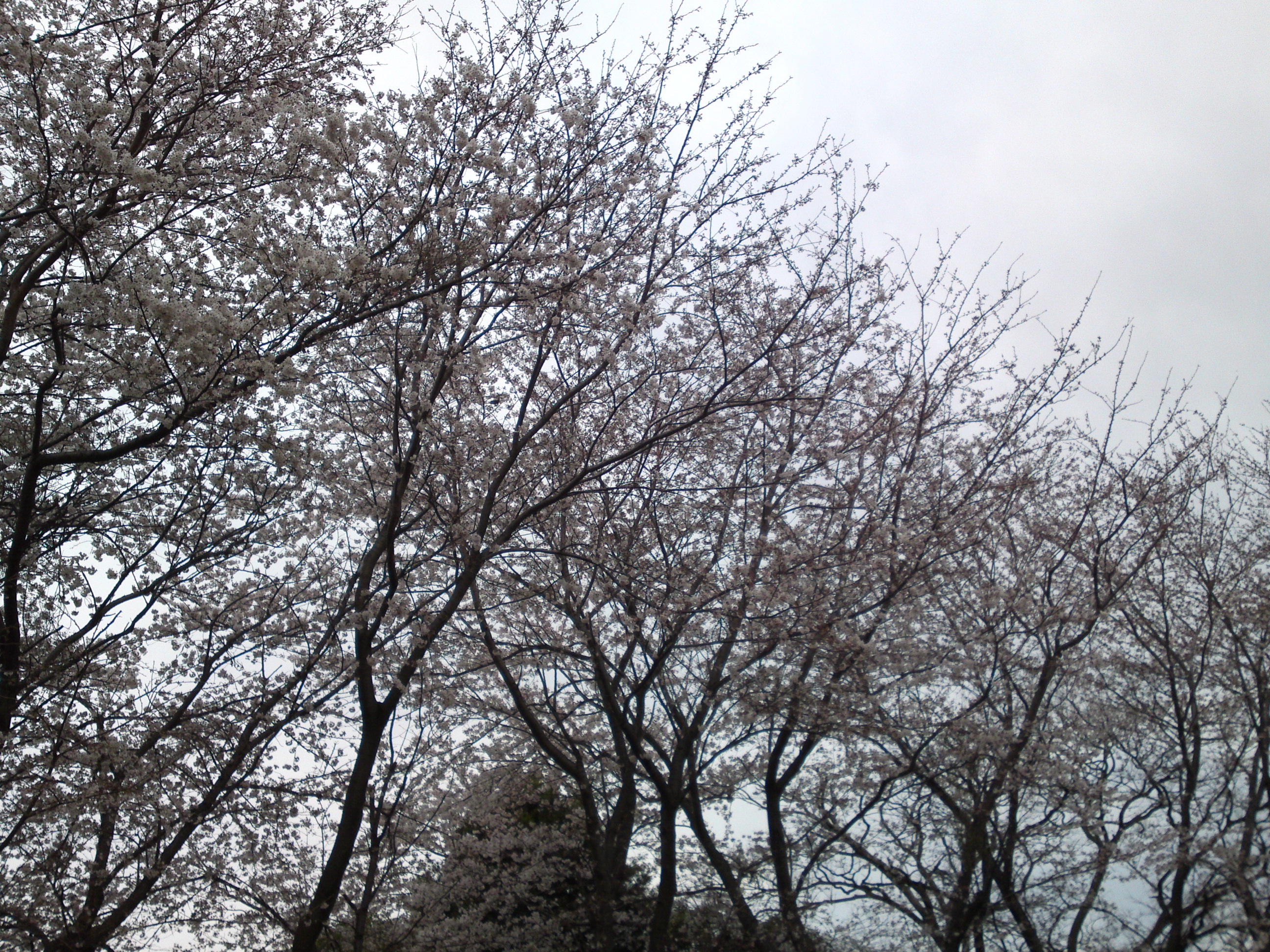 2019年真間山弘法寺に咲く桜の花々５