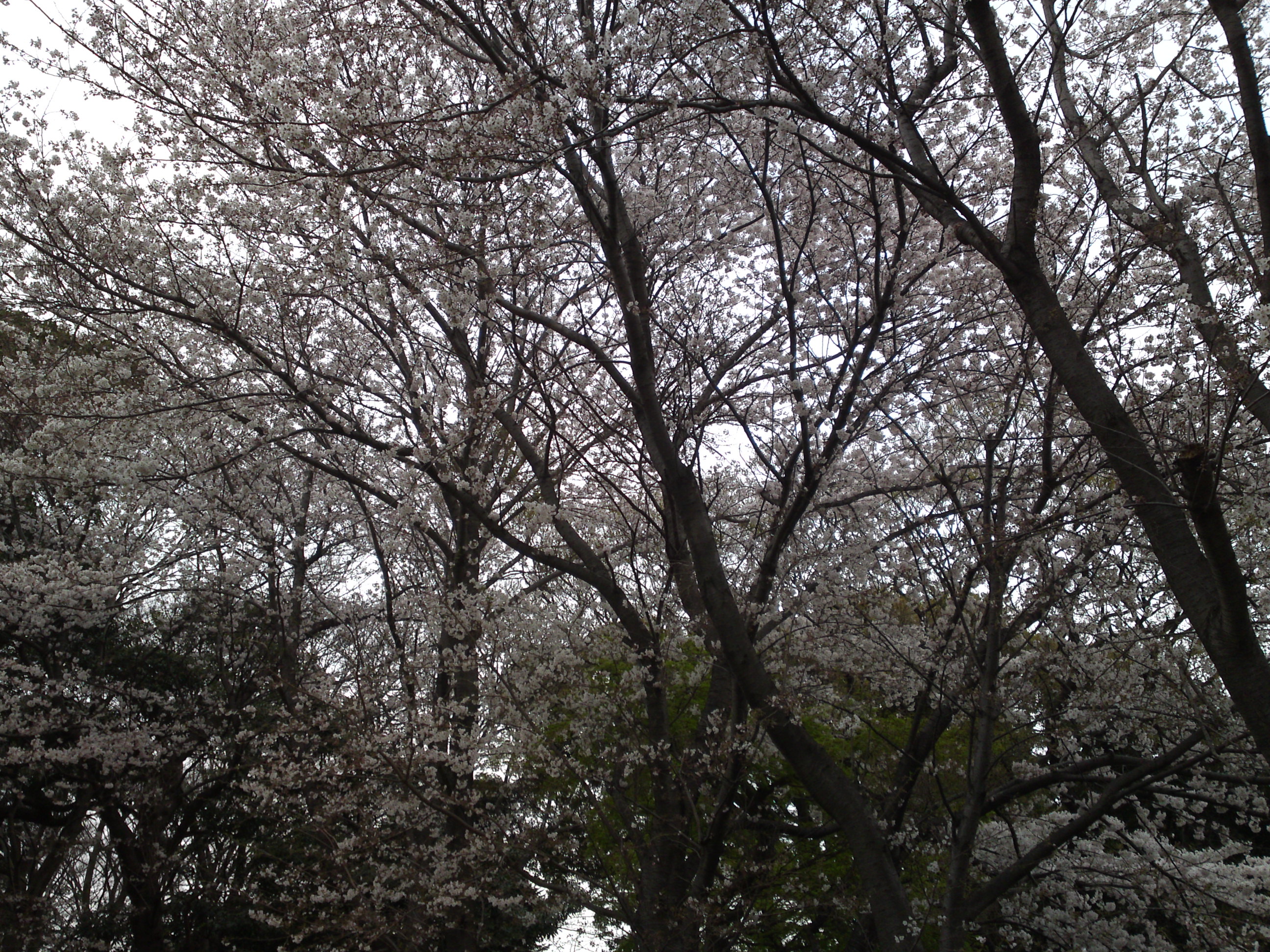2019年真間山弘法寺に咲く桜の花々７