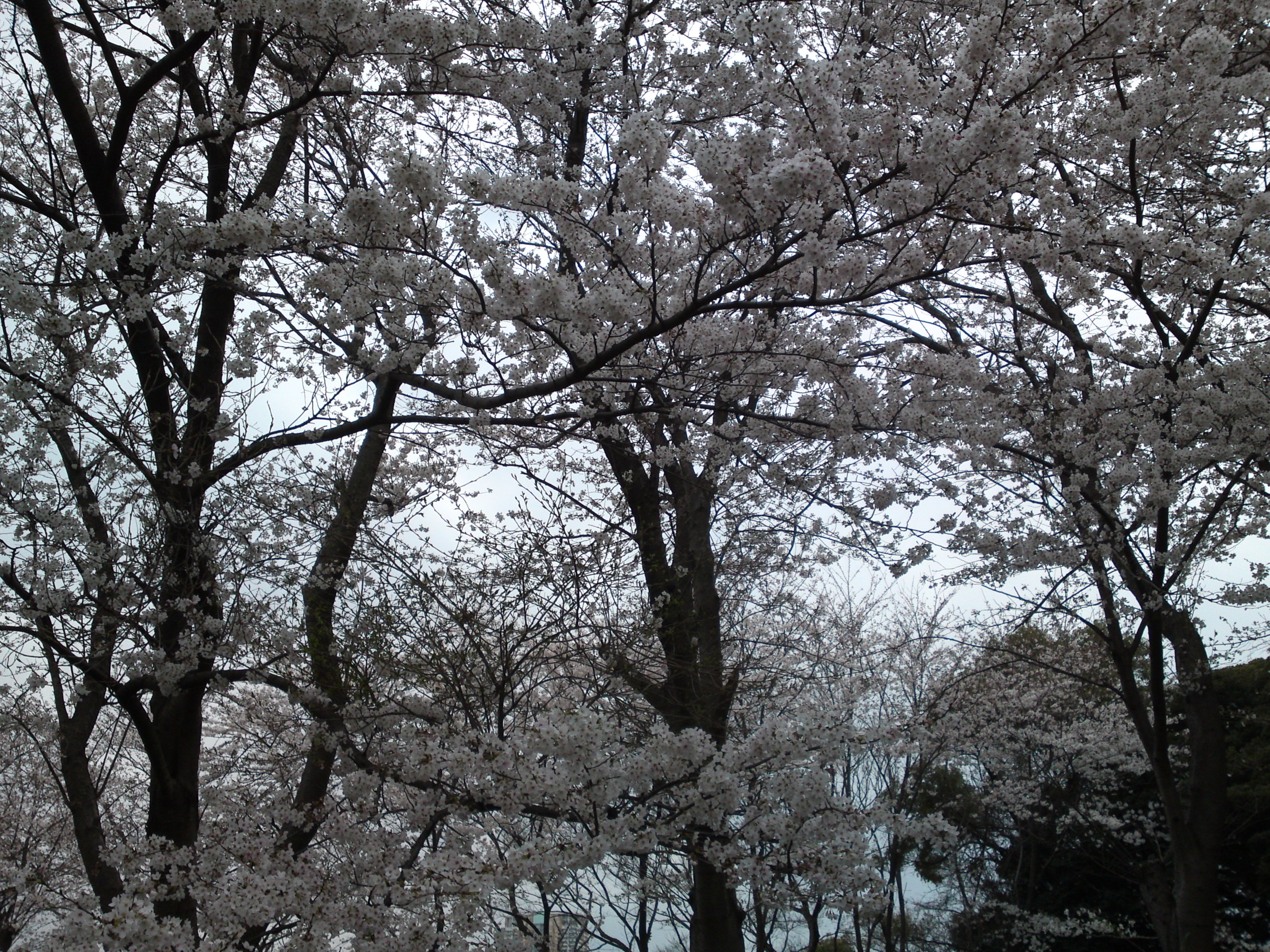 2019年真間山弘法寺に咲く桜の花々８