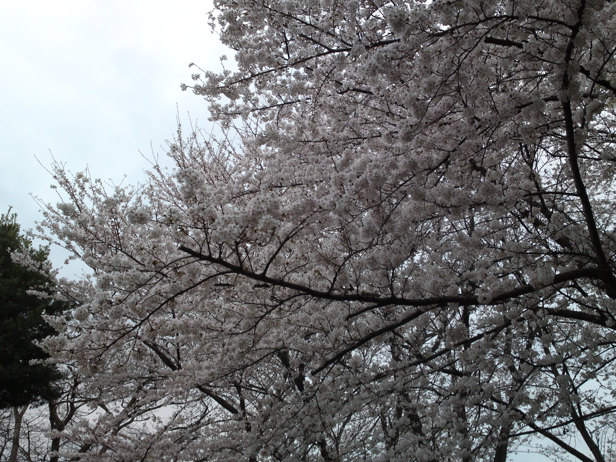 2019年真間山弘法寺に咲く桜の花々１０