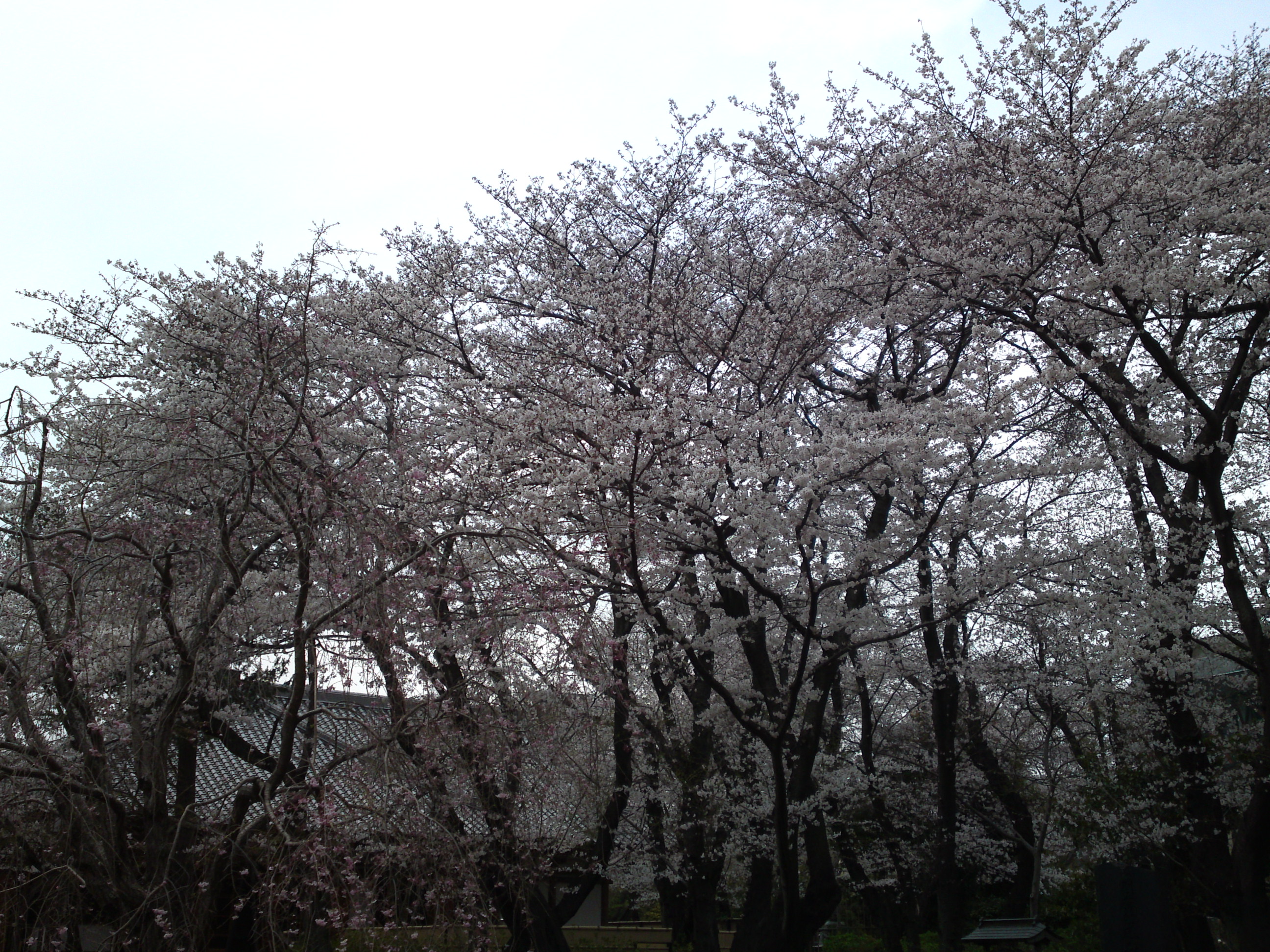 2019年真間山弘法寺に咲く桜の花々１１