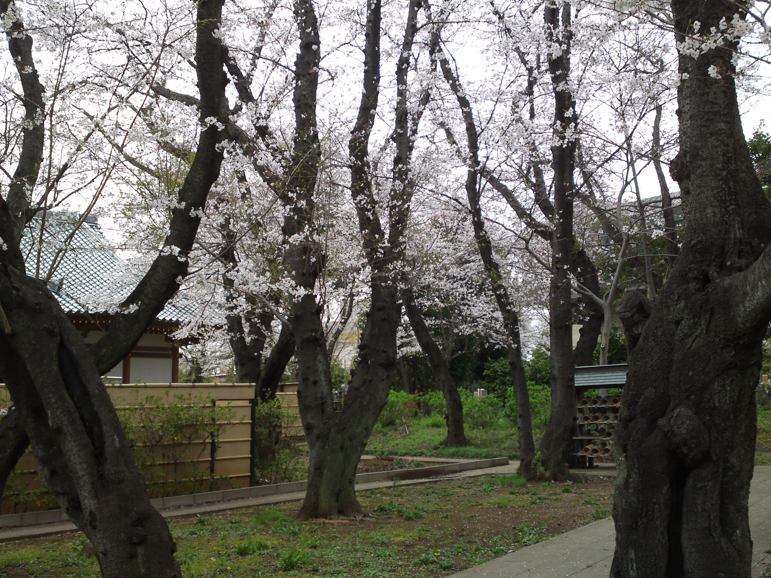 2019年真間山弘法寺に咲く桜の花々１２