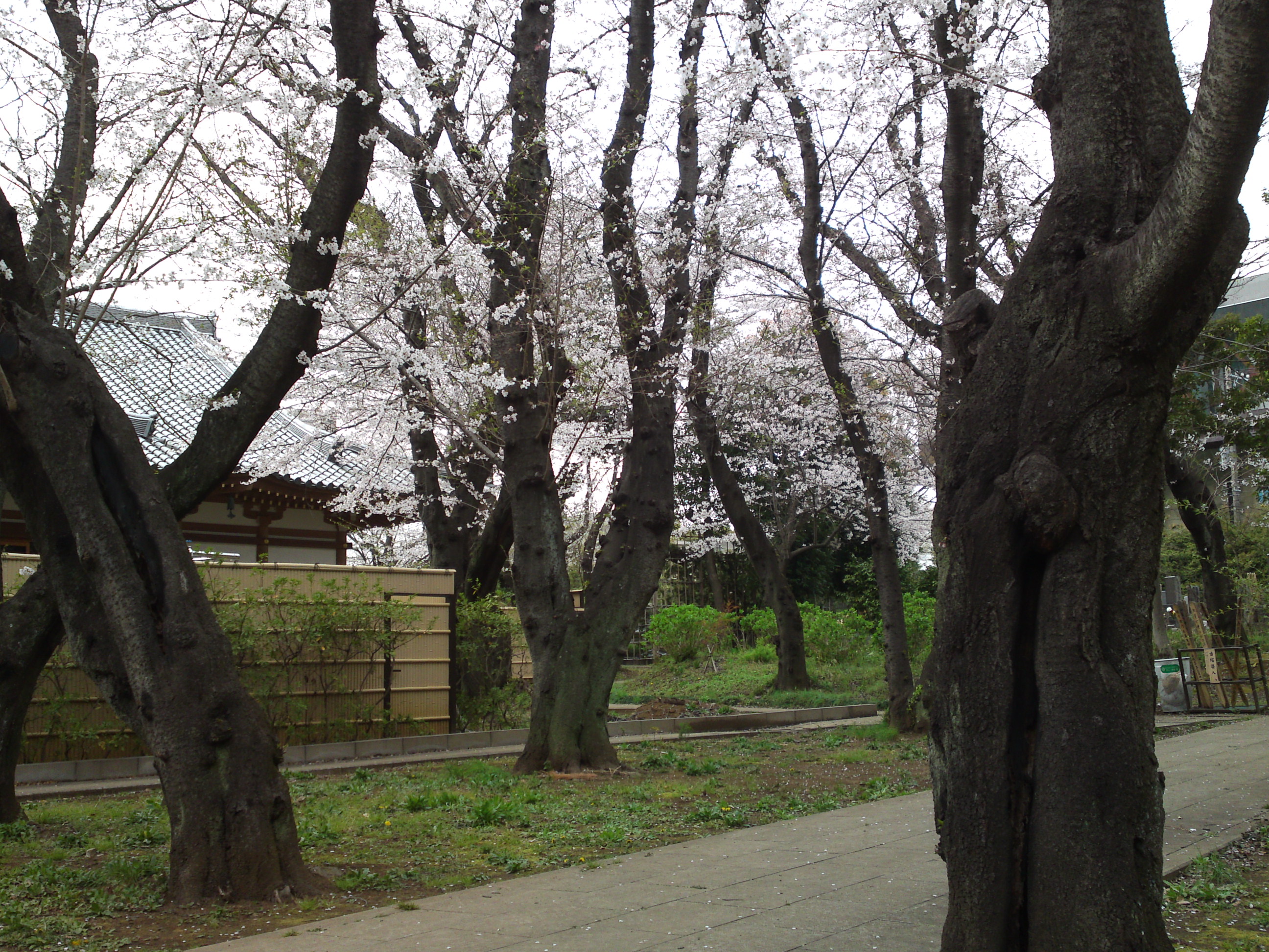 2019年真間山弘法寺に咲く桜の花々１３