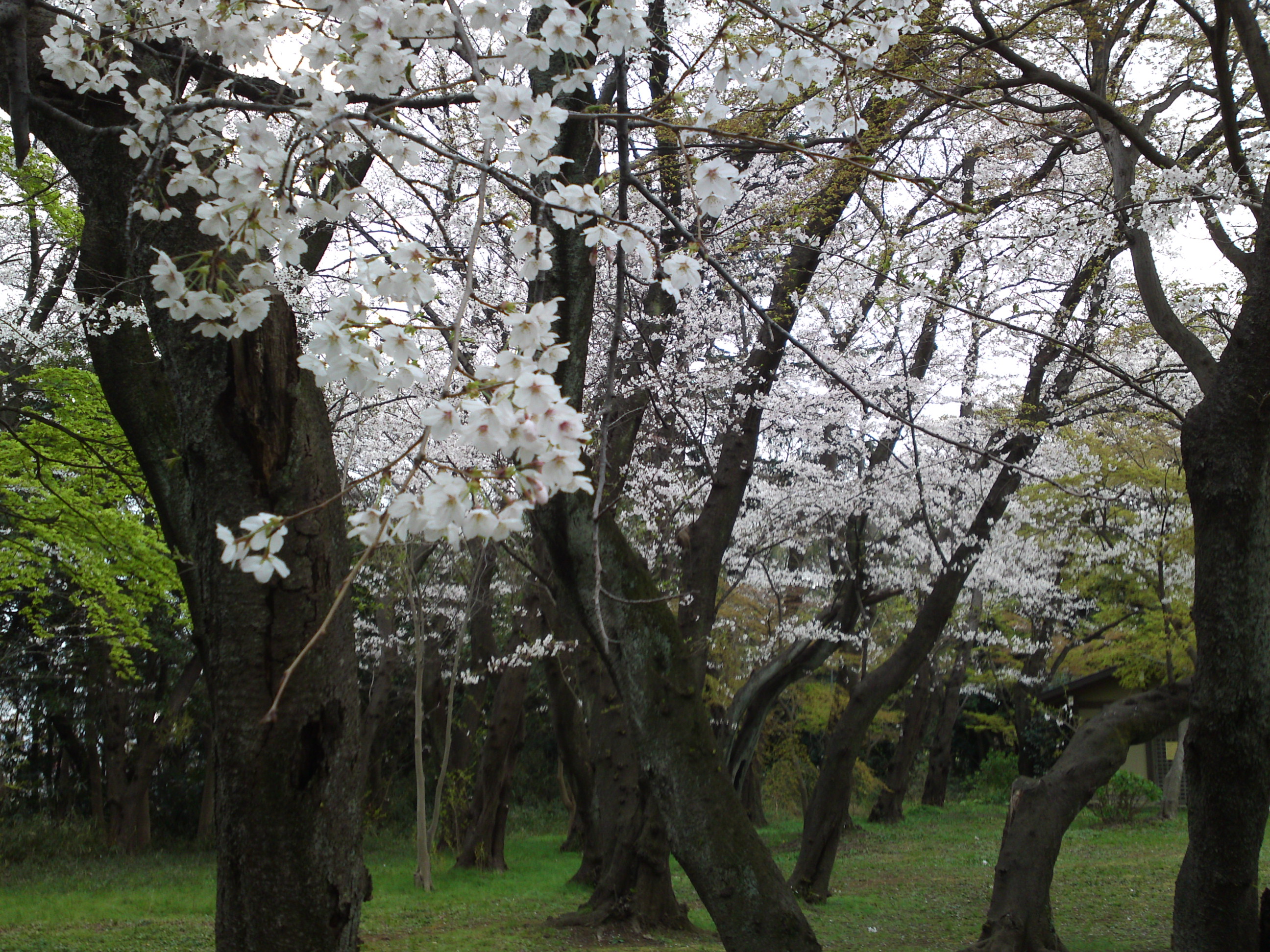 2019年真間山弘法寺に咲く桜の花々１４