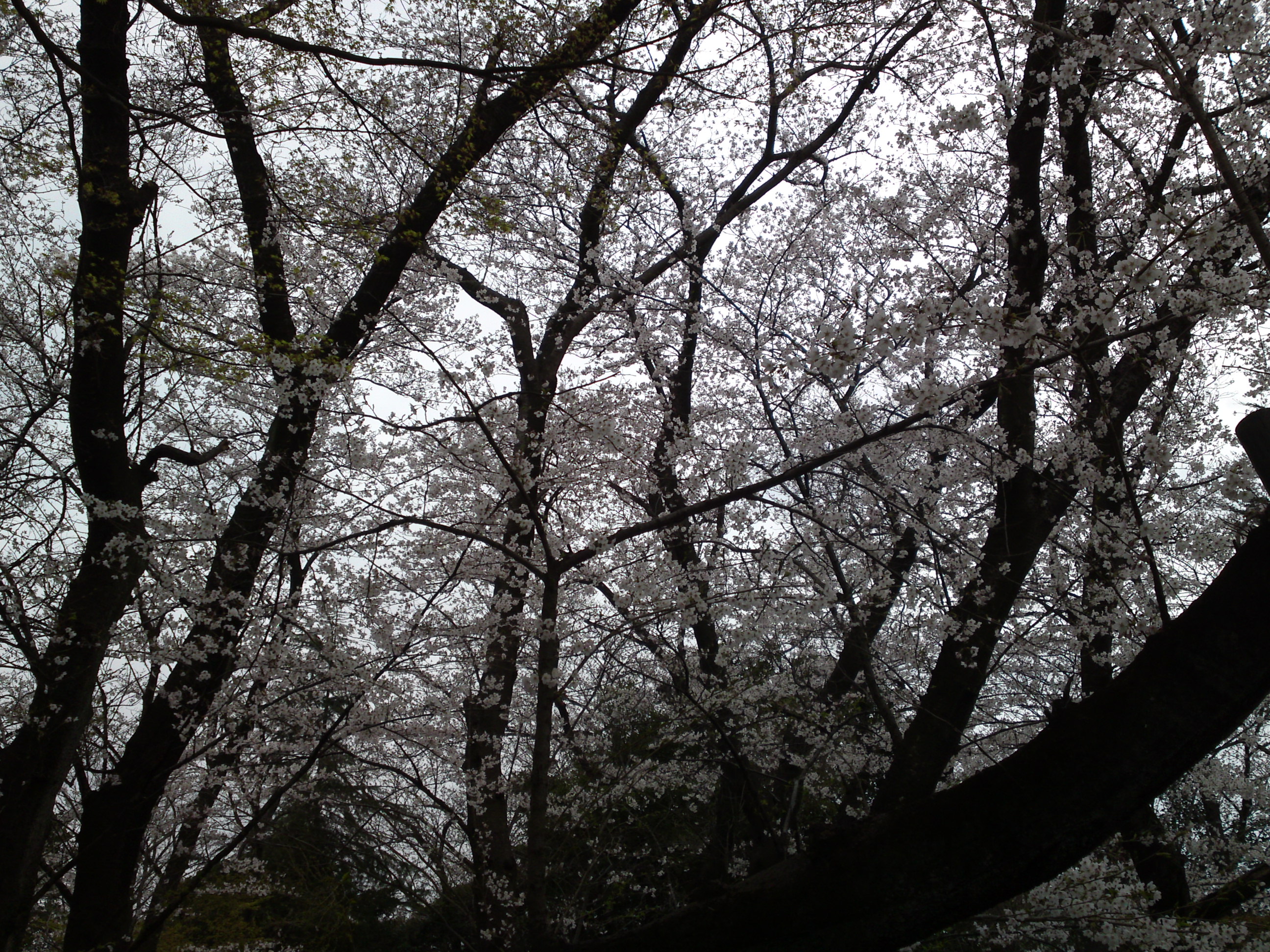 2019年真間山弘法寺に咲く桜の花々１６