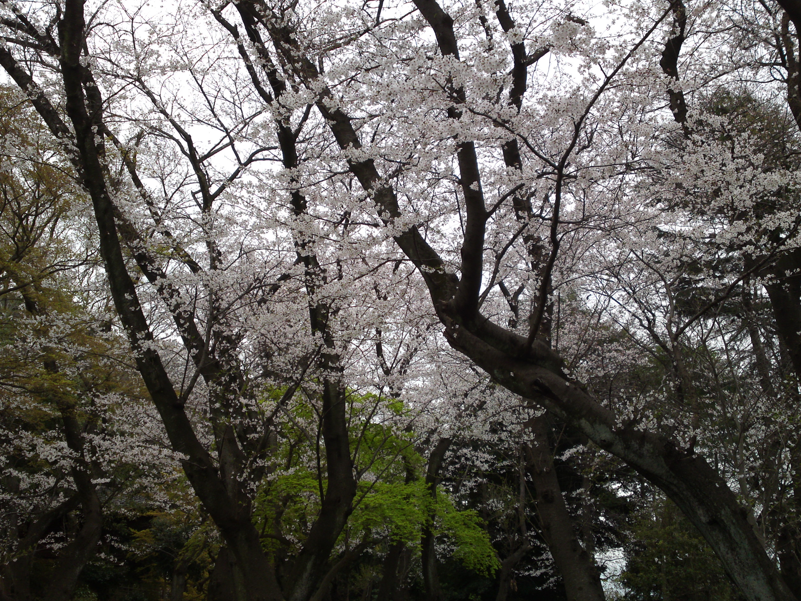 2019年真間山弘法寺に咲く桜の花々１９