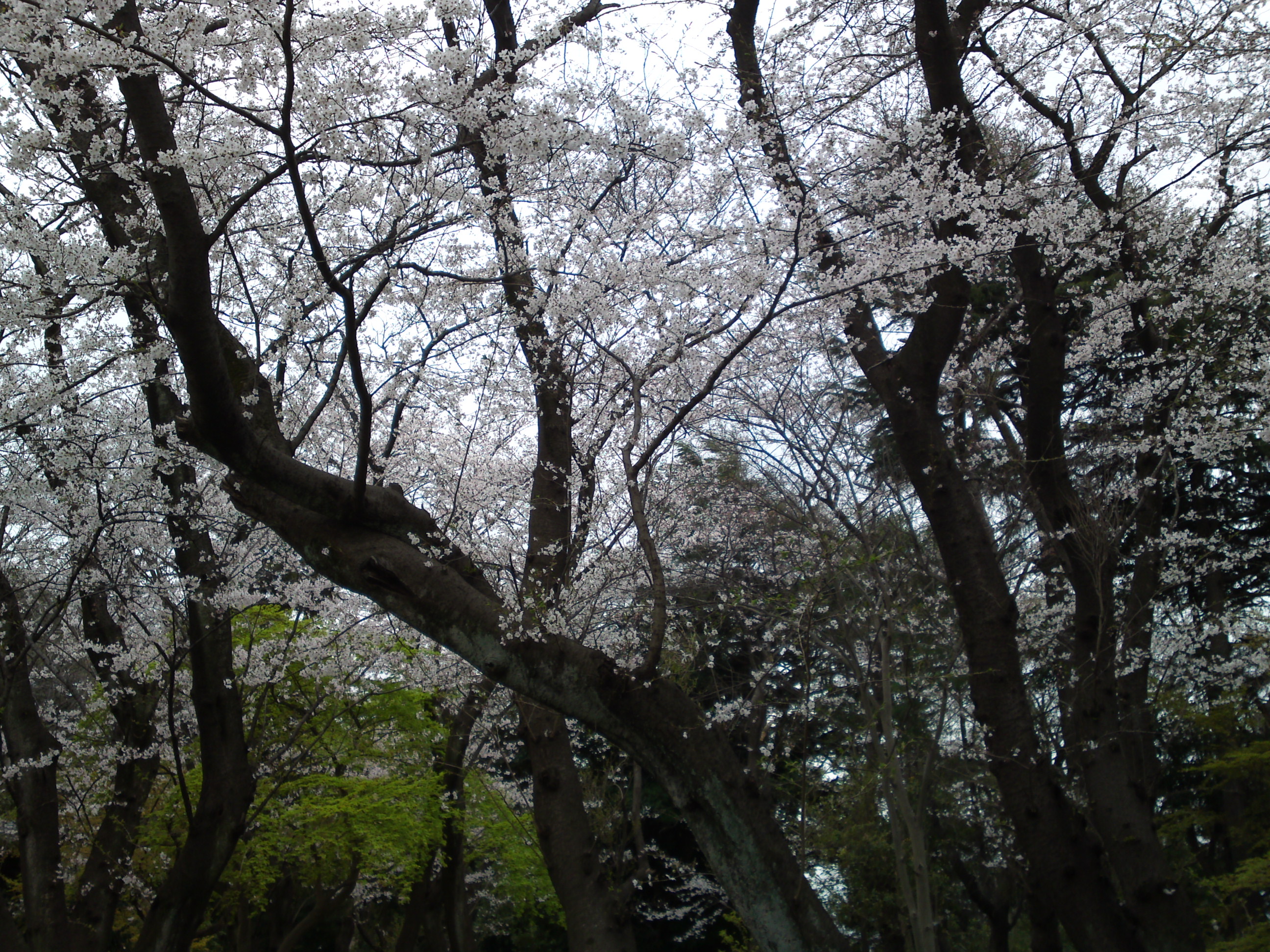 2019年真間山弘法寺に咲く桜の花々２０