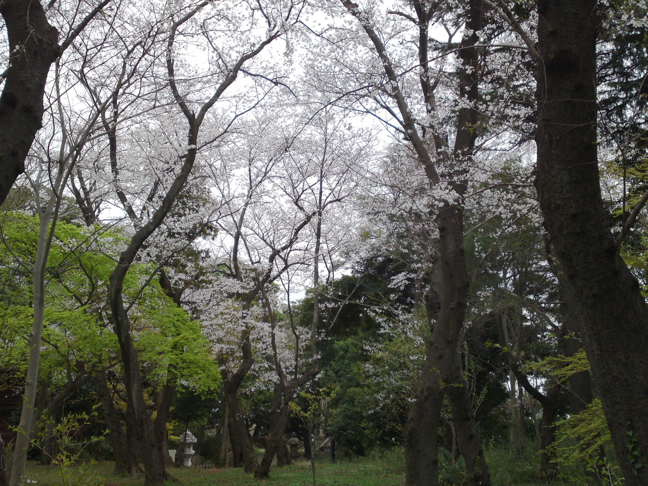 2019年真間山弘法寺に咲く桜の花々２１