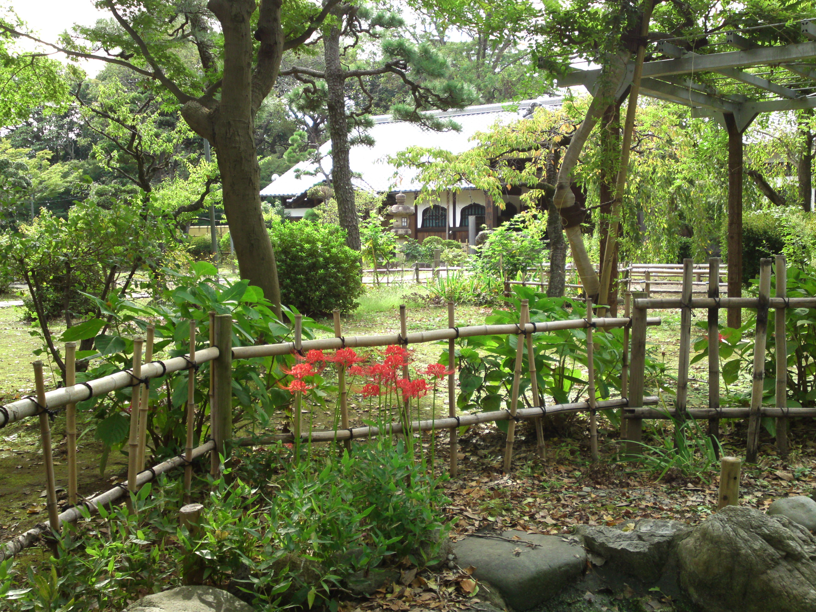 2019年真間山弘法寺に咲くヒガンバナ３