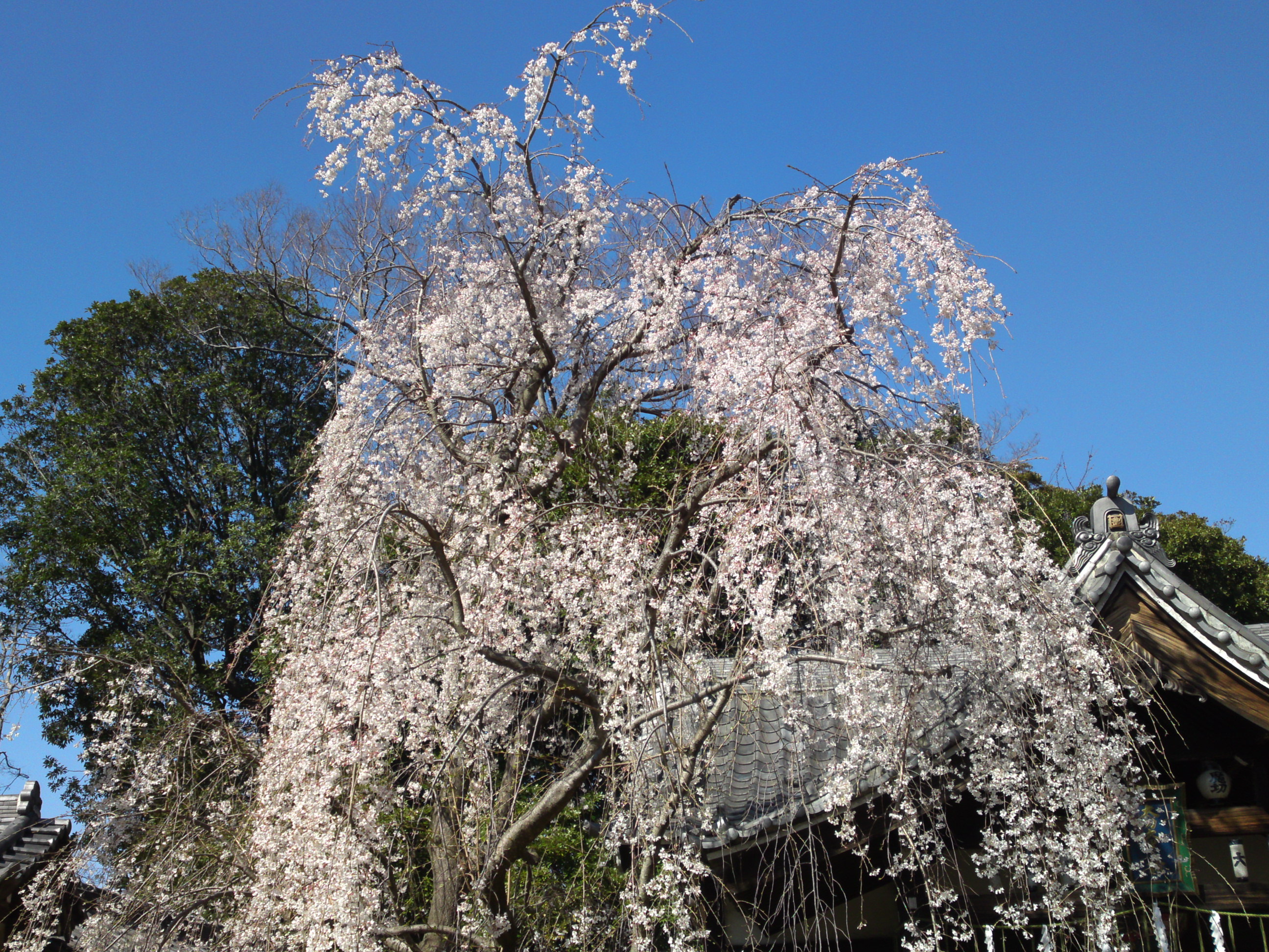 2020年春真間山弘法寺に咲くしだれ桜２