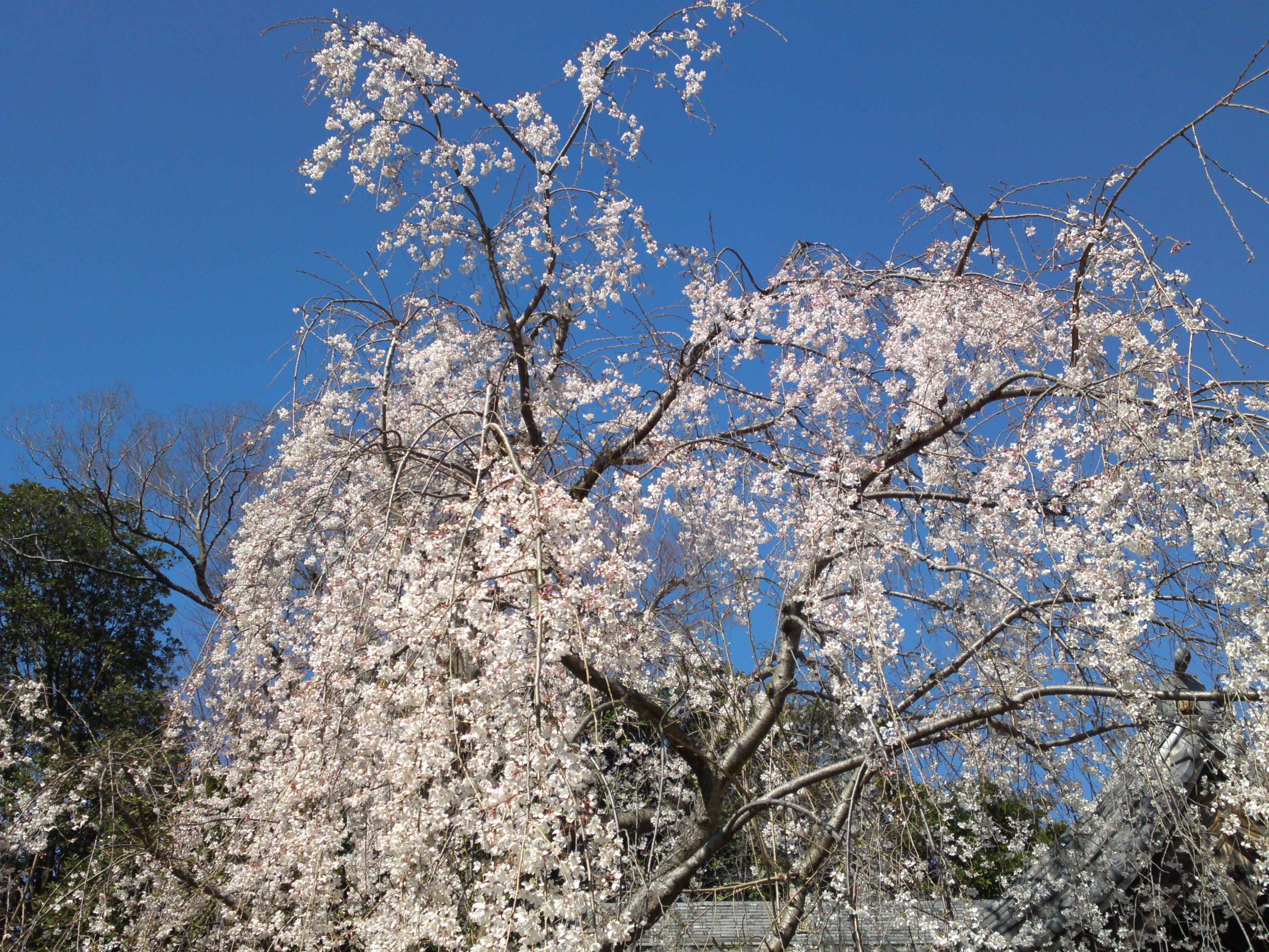2020年春真間山弘法寺に咲くしだれ桜３