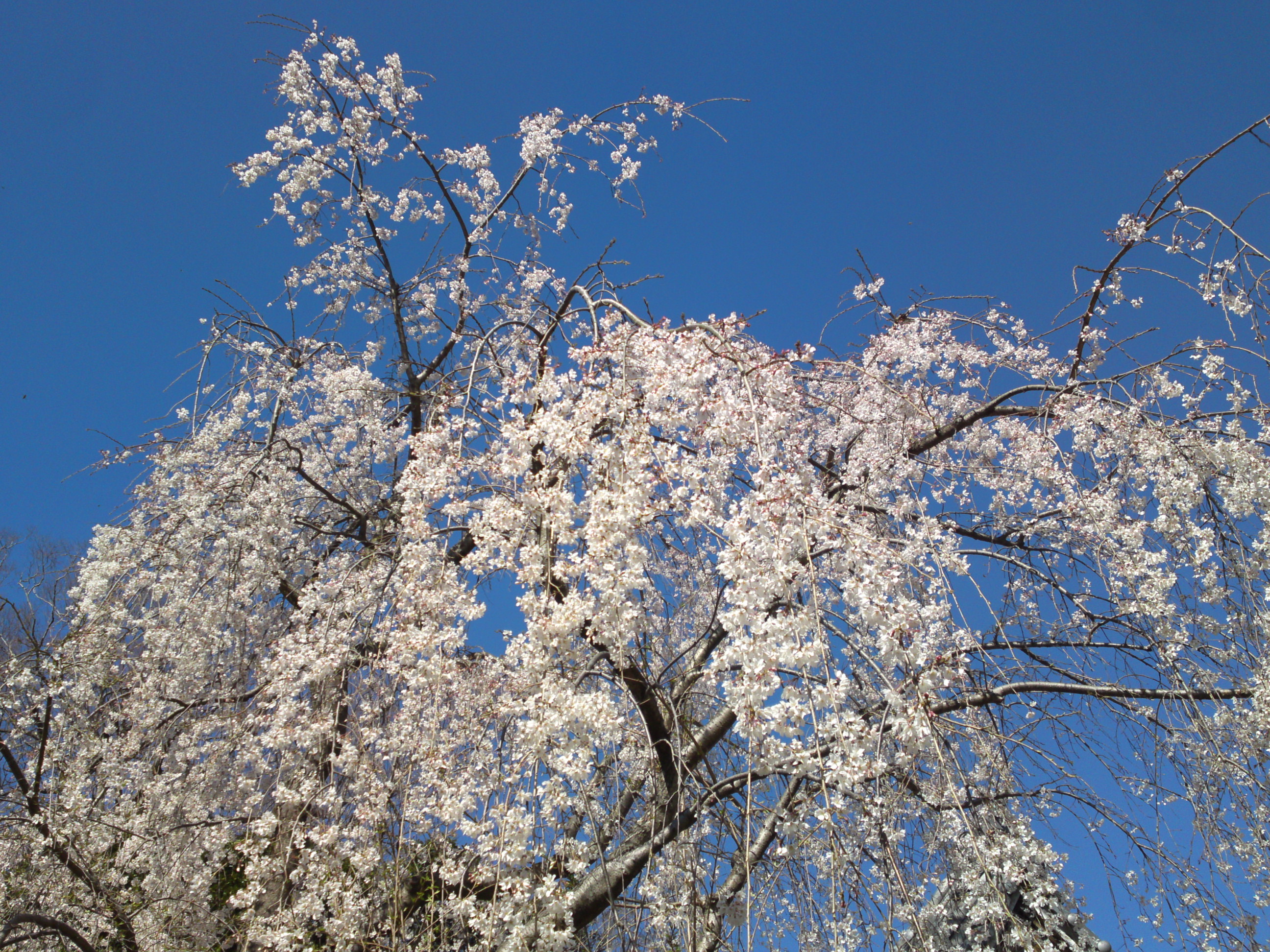 2020年春真間山弘法寺に咲くしだれ桜４