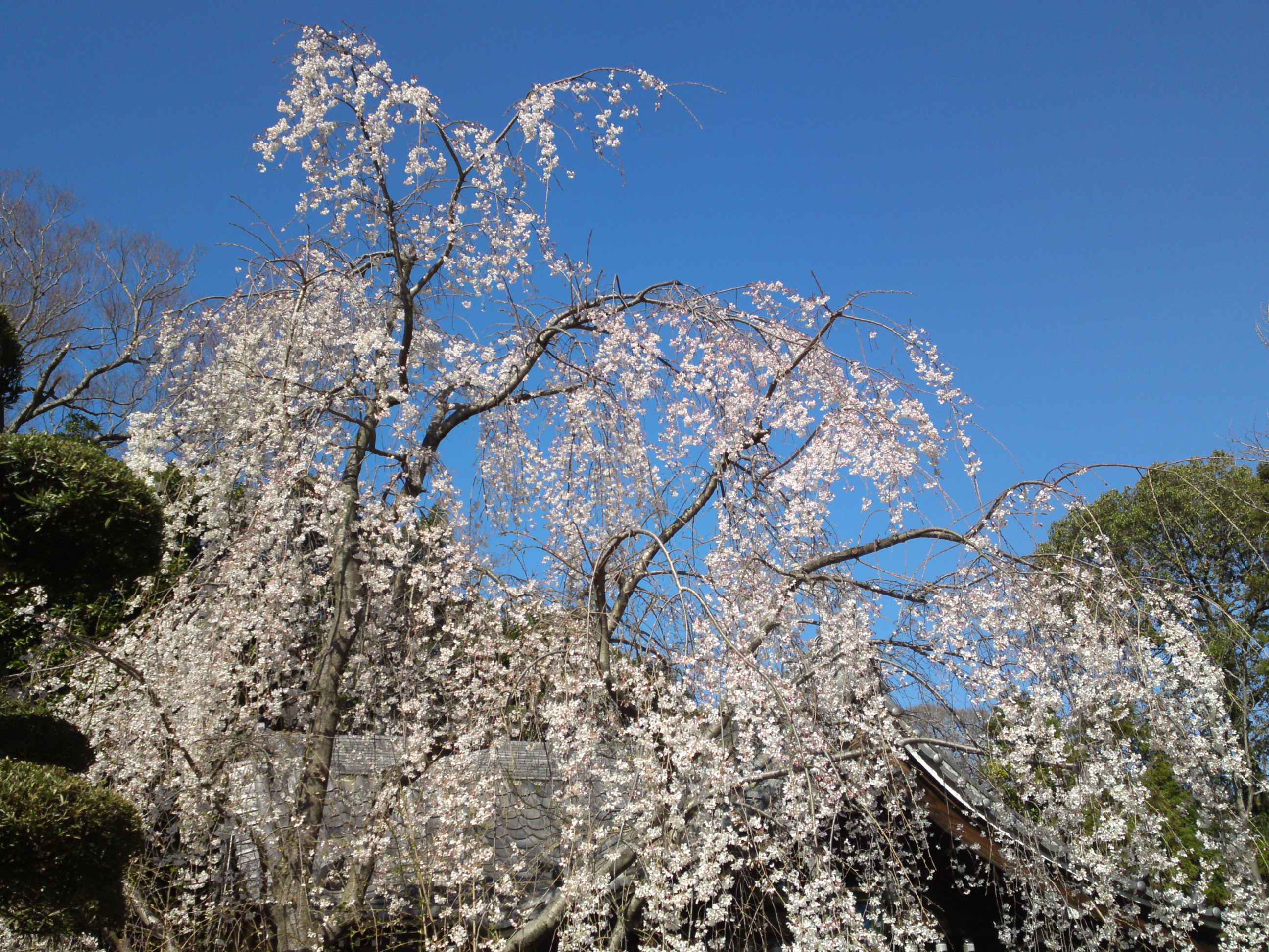 2020年春真間山弘法寺に咲くしだれ桜５