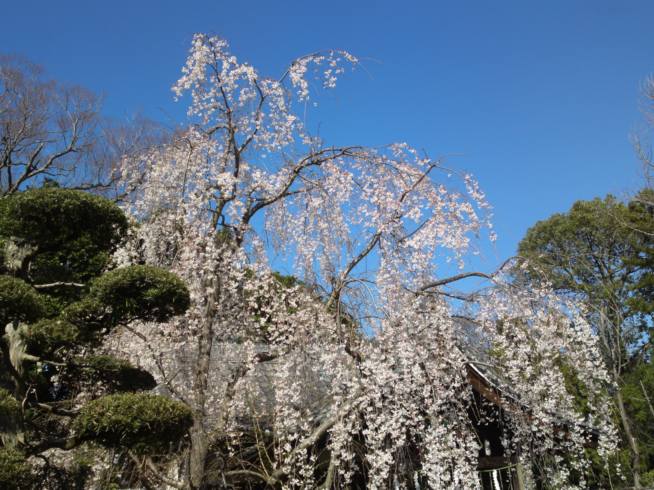 2020年春真間山弘法寺に咲くしだれ桜６