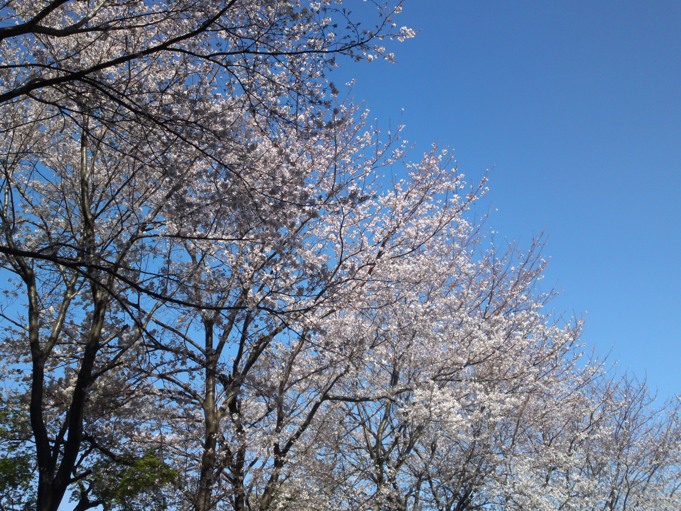 2020年春真間山弘法寺に咲く桜１