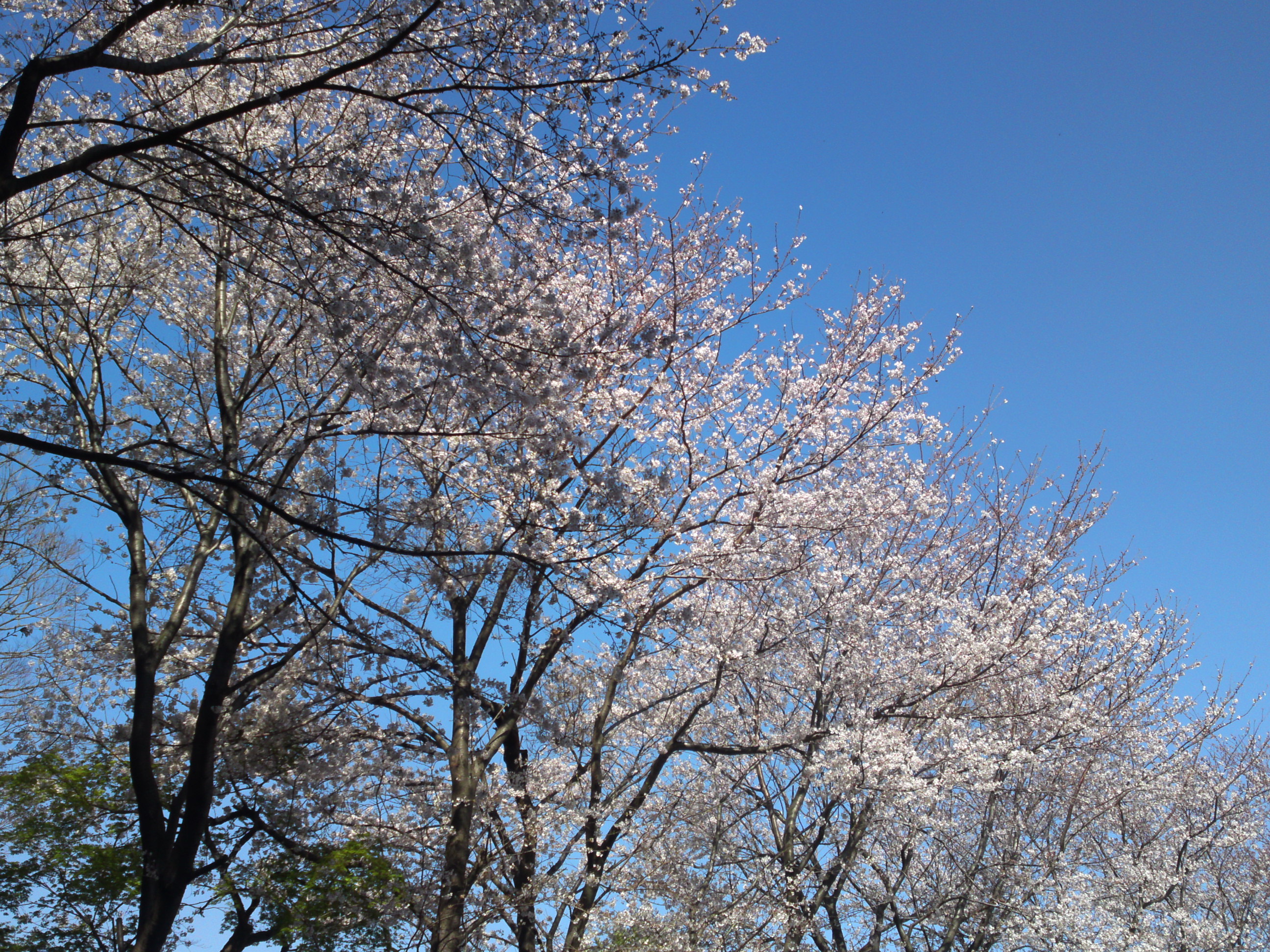2020年春真間山弘法寺に咲く桜２