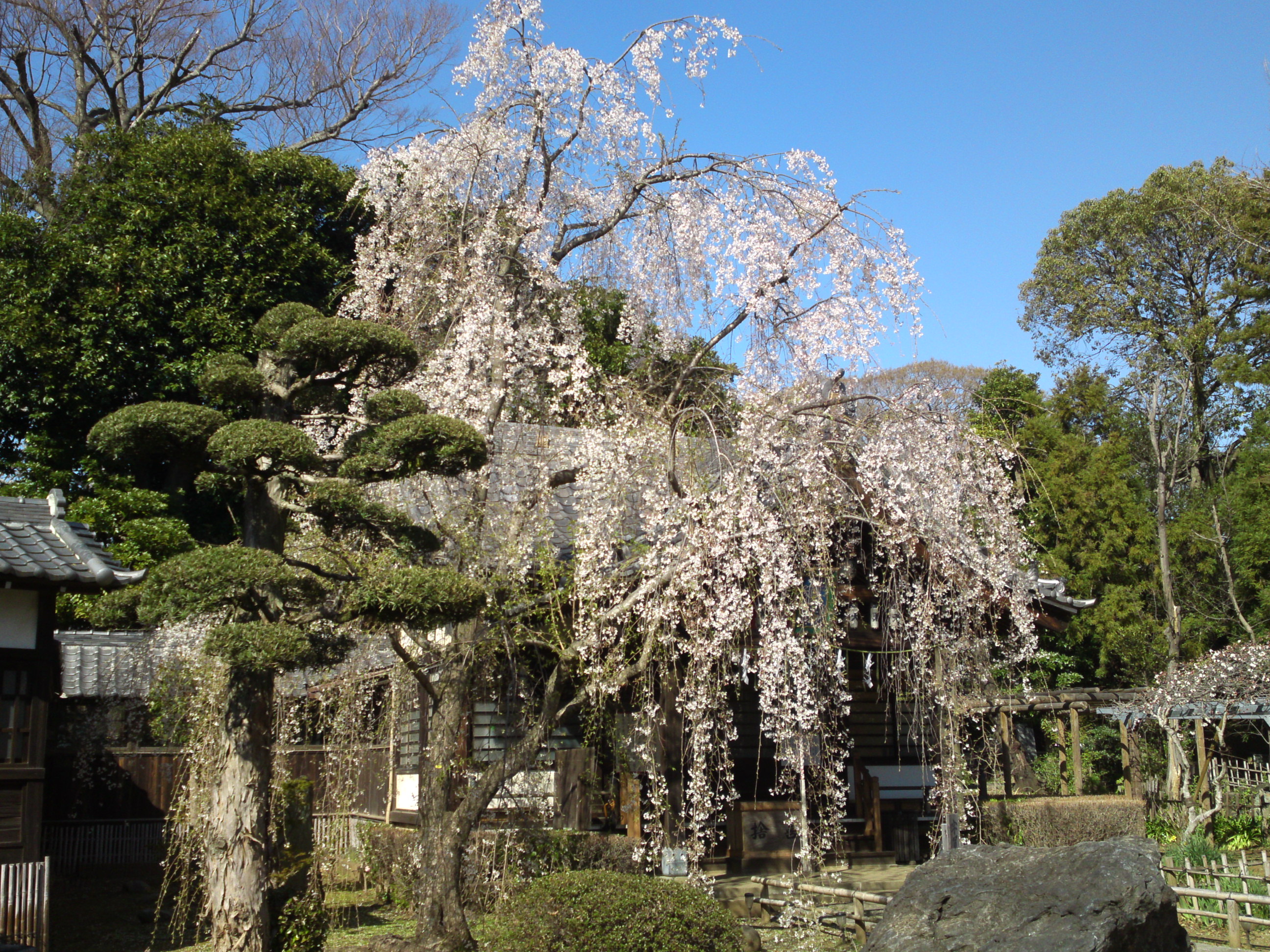 2020年春真間山弘法寺に咲くしだれ桜１０