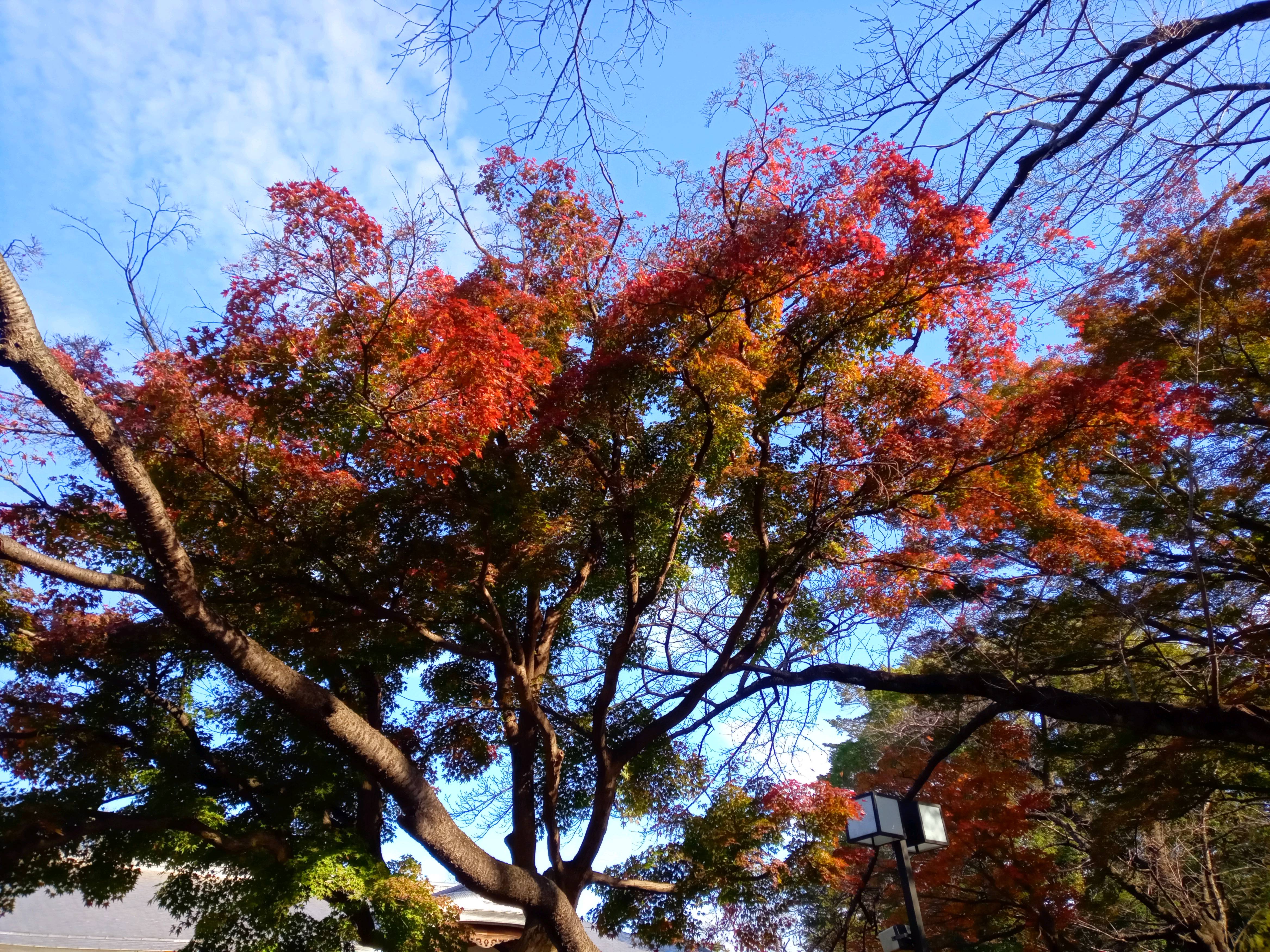 2020年秋色に色づいた真間山弘法寺の木々１
