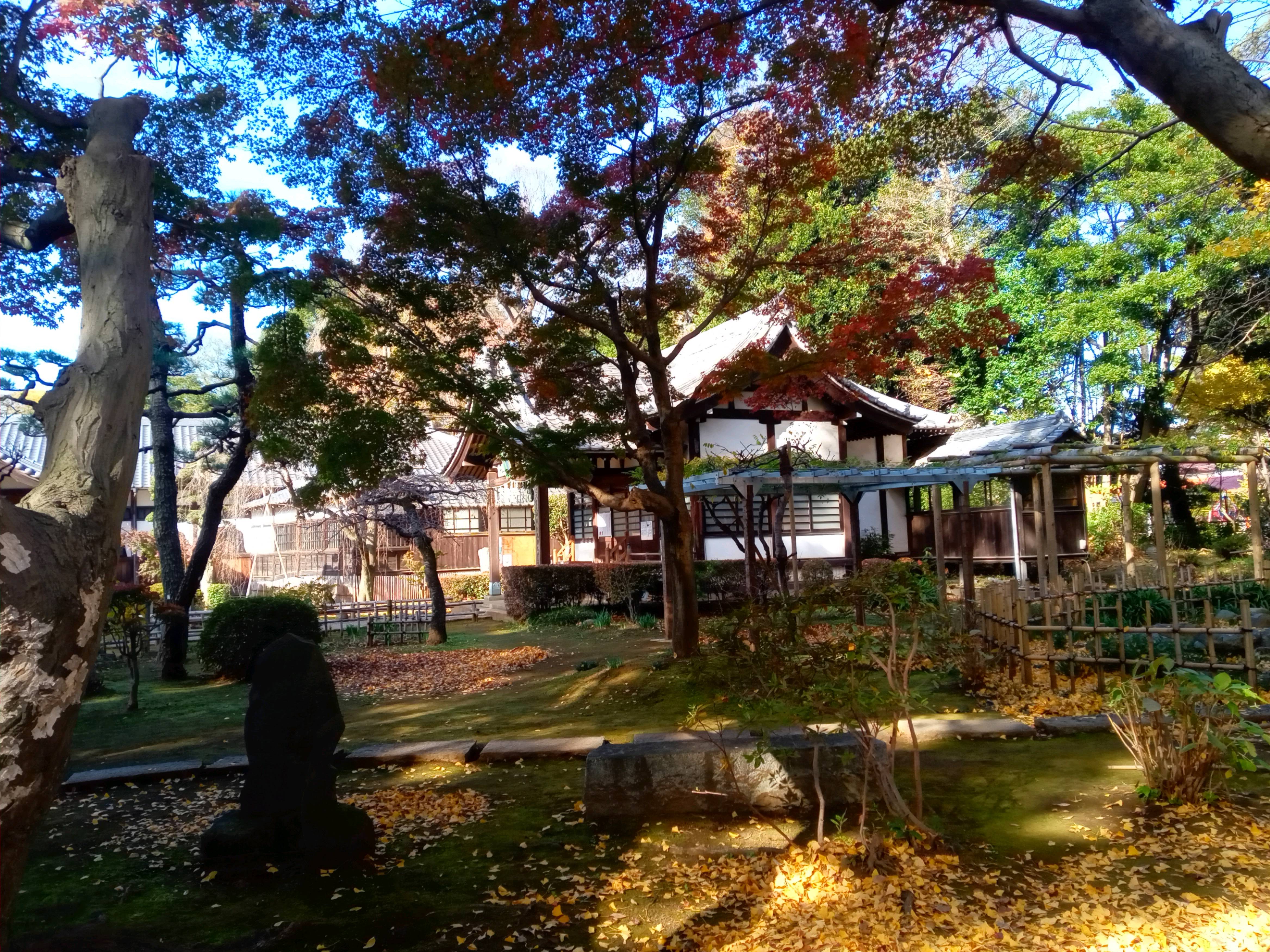 2020年秋色に色づいた真間山弘法寺の木々２